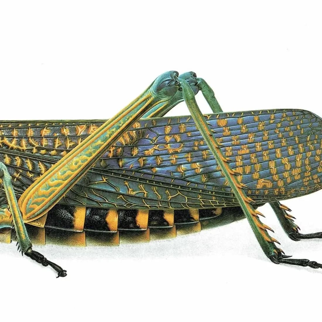 1986 Grasshopper Phymateus Saxosus Print - Durin Bernard Les Insectes - Scientific Illustration- Coquerel Entomology - 11 x 13 in