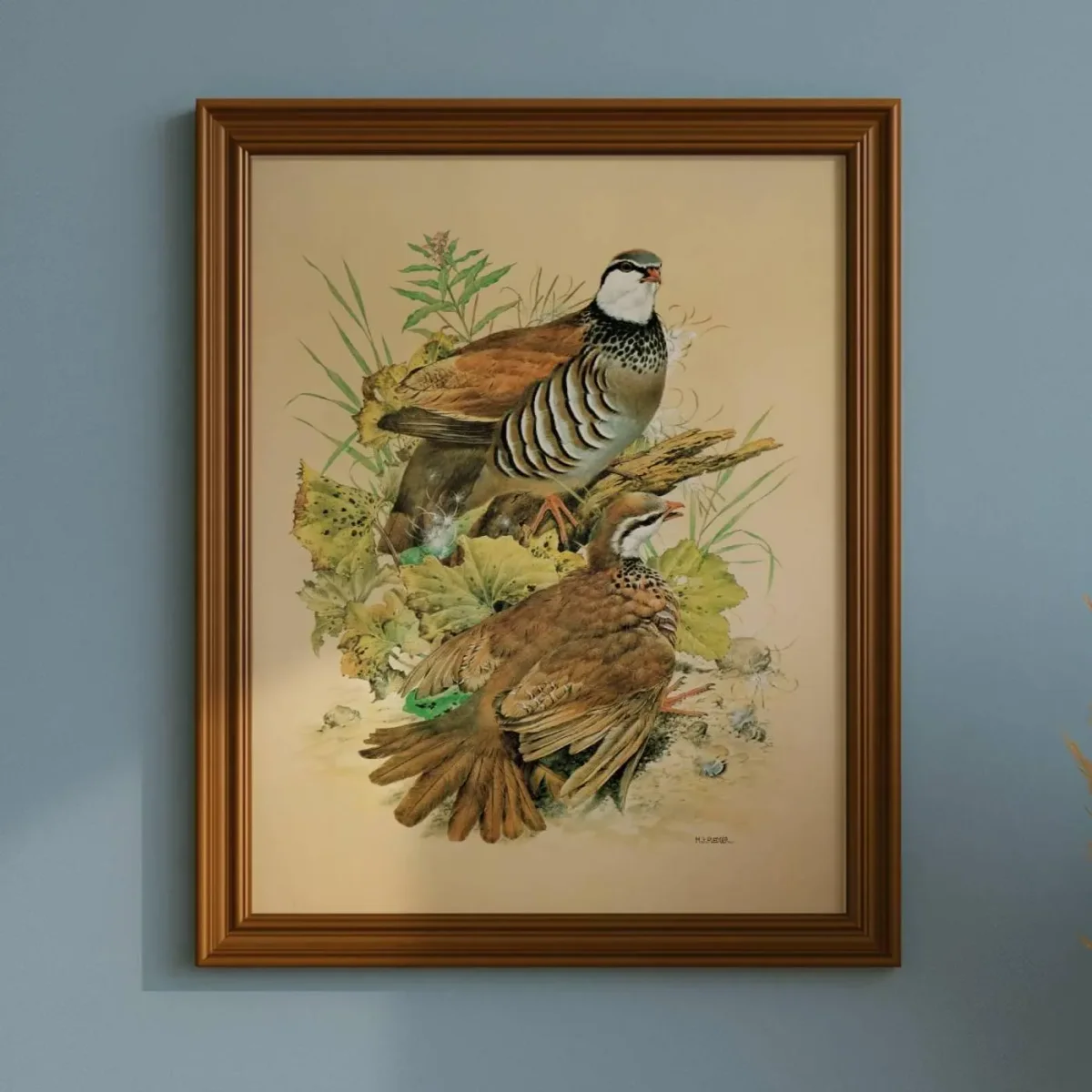 1981 Red-Legged Partridge Alectoris Rufa - Game Birds - Maurice Pledger Original Vintage Wildlife Art - 11.5 x 16.5 in