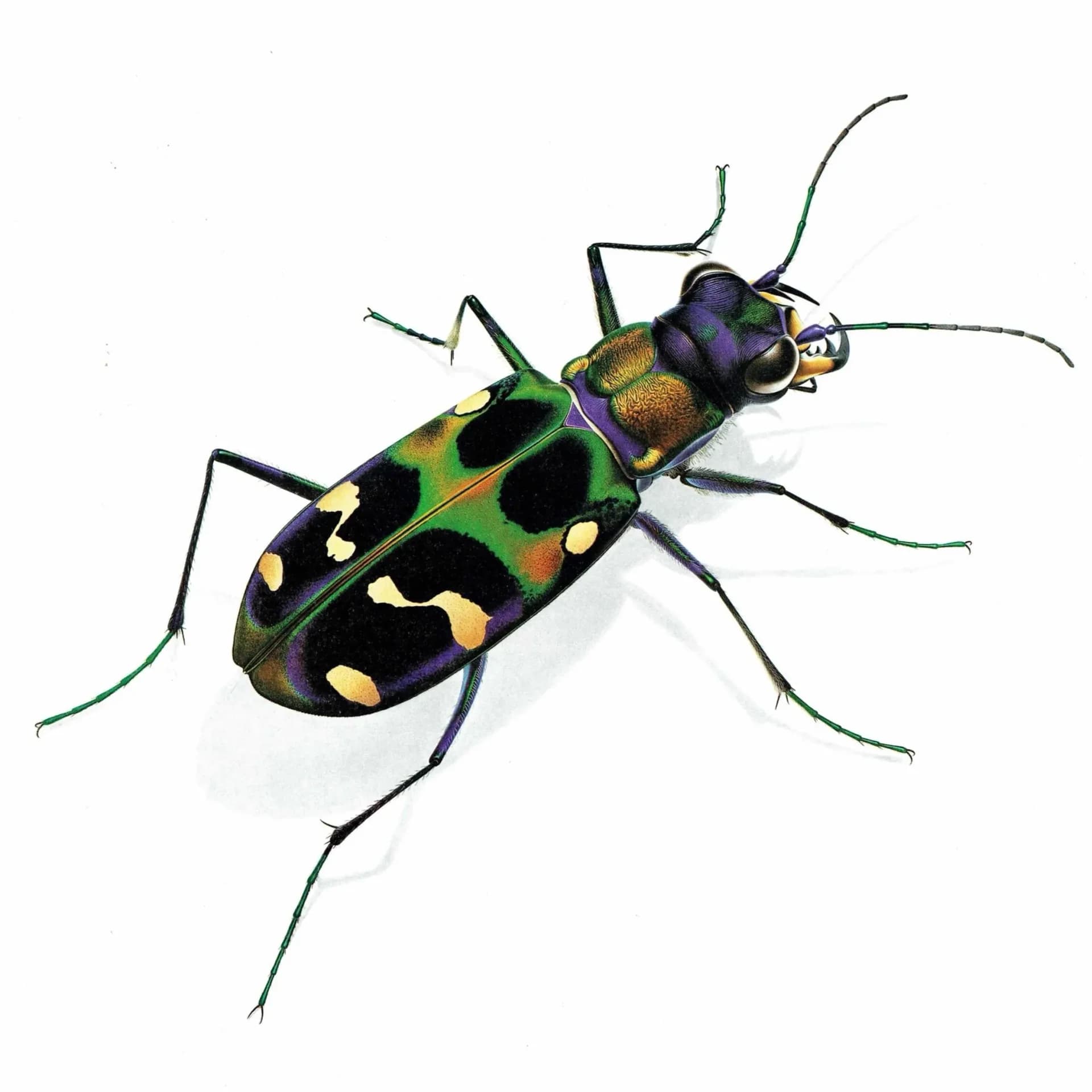 1986 Tiger Beetle Cicindela Chinensis Print - Durin Bernard Les Insectes - Science Illustration - Louis Chevrolat Entomology - 11 x 13 in