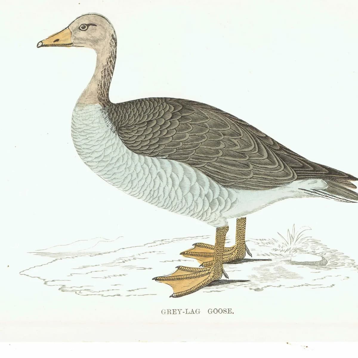 1863 - c.1863 Grey-Lag Goose - Original Antique Hand-Coloured Engraving By Morris - History of British Birds Ornithology - 7.25 x 4.75 in