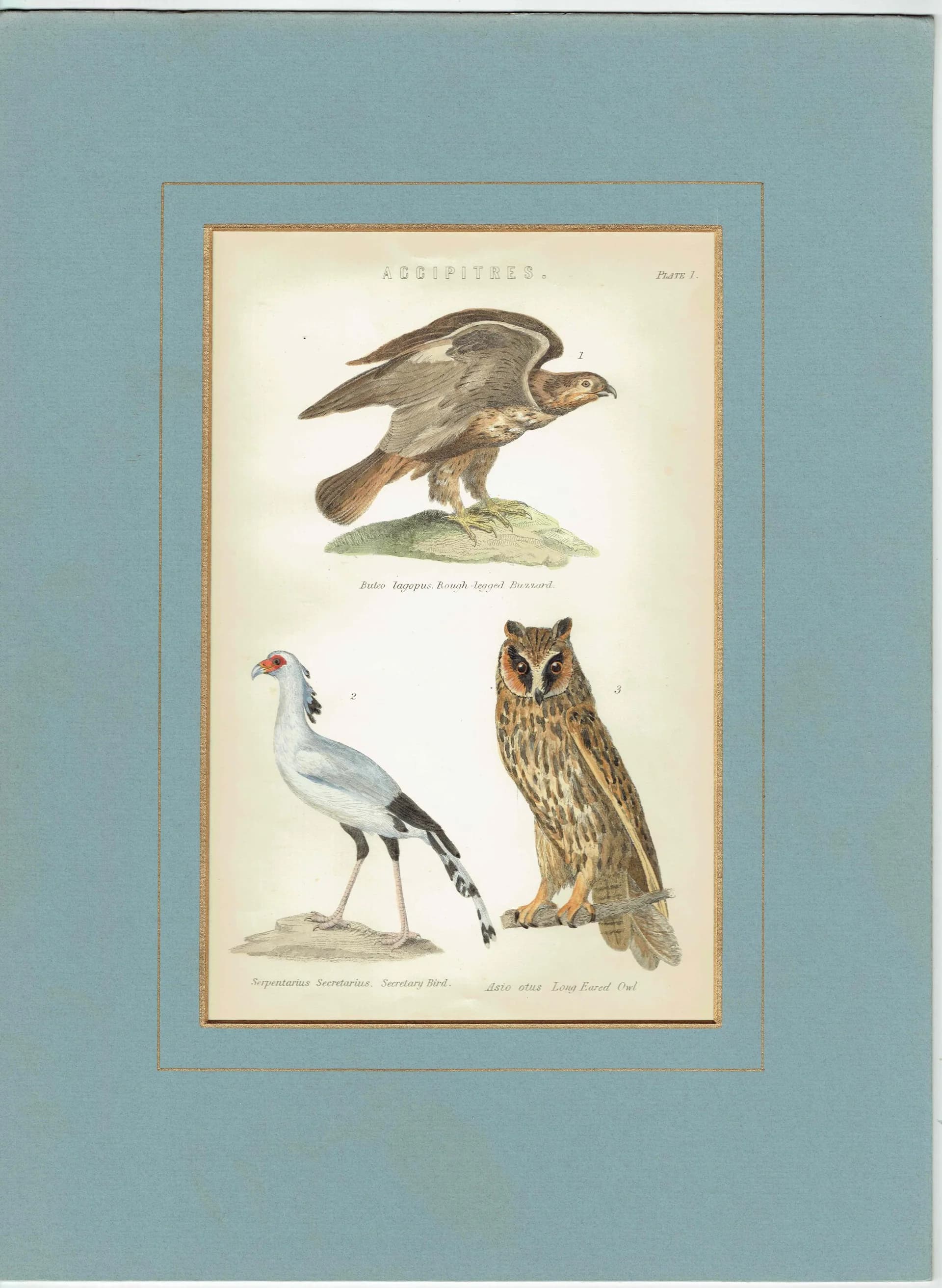 c.1883 Accipitres Birds Print - Rough-legged Buzzard Secretary Bird Long-eared Owl - Hand Coloured Ornithology Art - 9.5 x 6.25 in