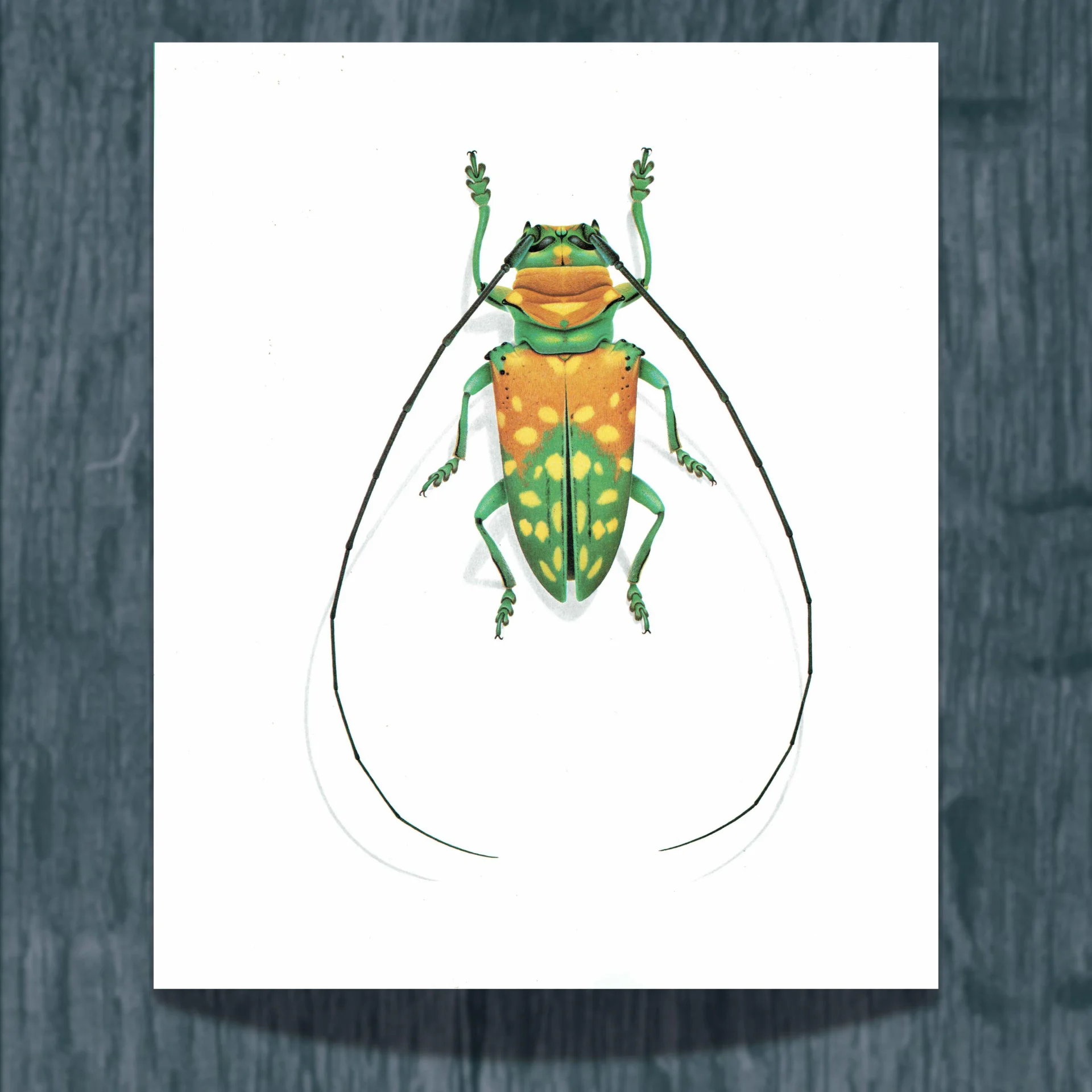 1986 Longhorn Beetle Sternotomis Variabilis Print - Durin Bernard Les Insectes - Scientific Picture - Quedenfeldt Entomology - 11 x 13 in