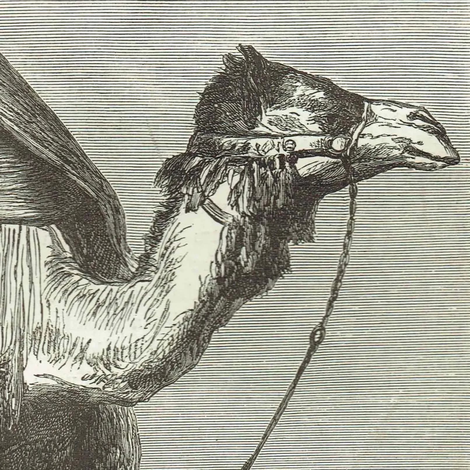 1871 Camel Driver - Antique Engraving - Illustrated Travels Middle East Desert Portrait - 8 x 11.5 in