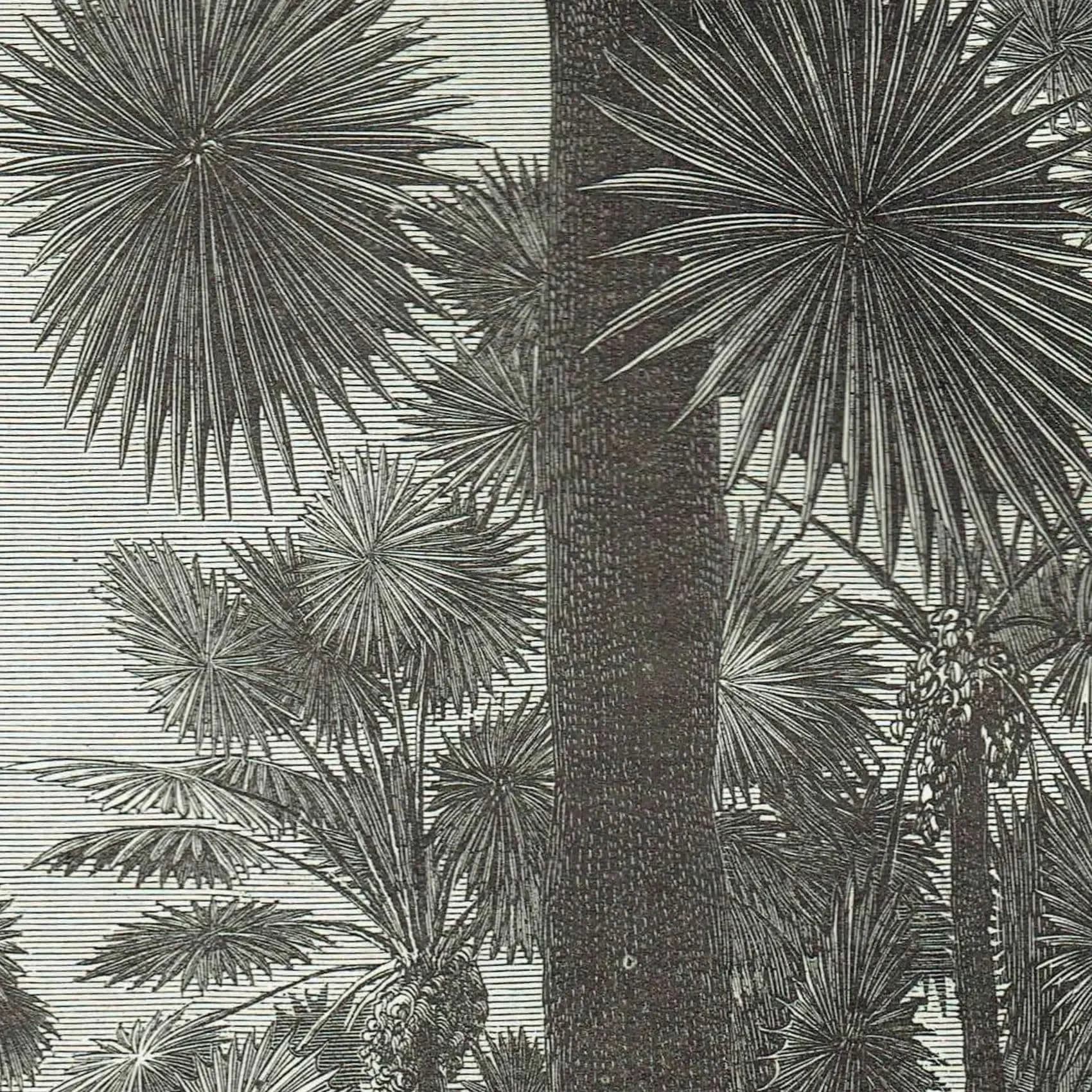 1871 Forest of Fan-Leaved Palms - Antique Engraving By Bates - Illustrated Travels Tropical Landscape - 8 x 11.5 in