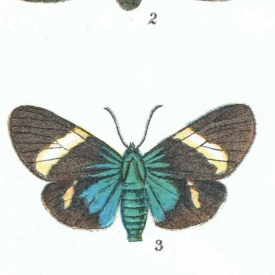 1896 Antique Moth Print - Composia credula, Anthomyza teresias, Calodesma temperata - Moth species - Entomology Wall Art - 7 x 4.5 in