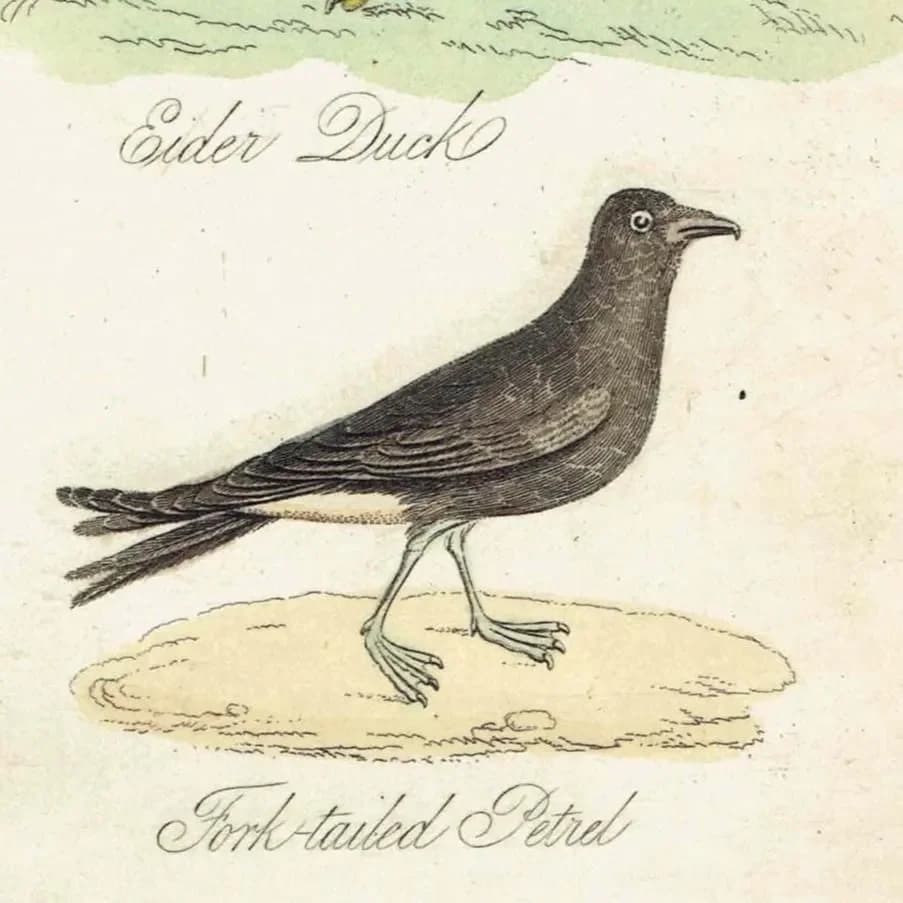 c.1840 Eider Duck, Fork-tailed Petrel & Red-throated Diver Print – Hand-Coloured Ornithology Engraving – Natural History Birds – 7 x 4.5 in