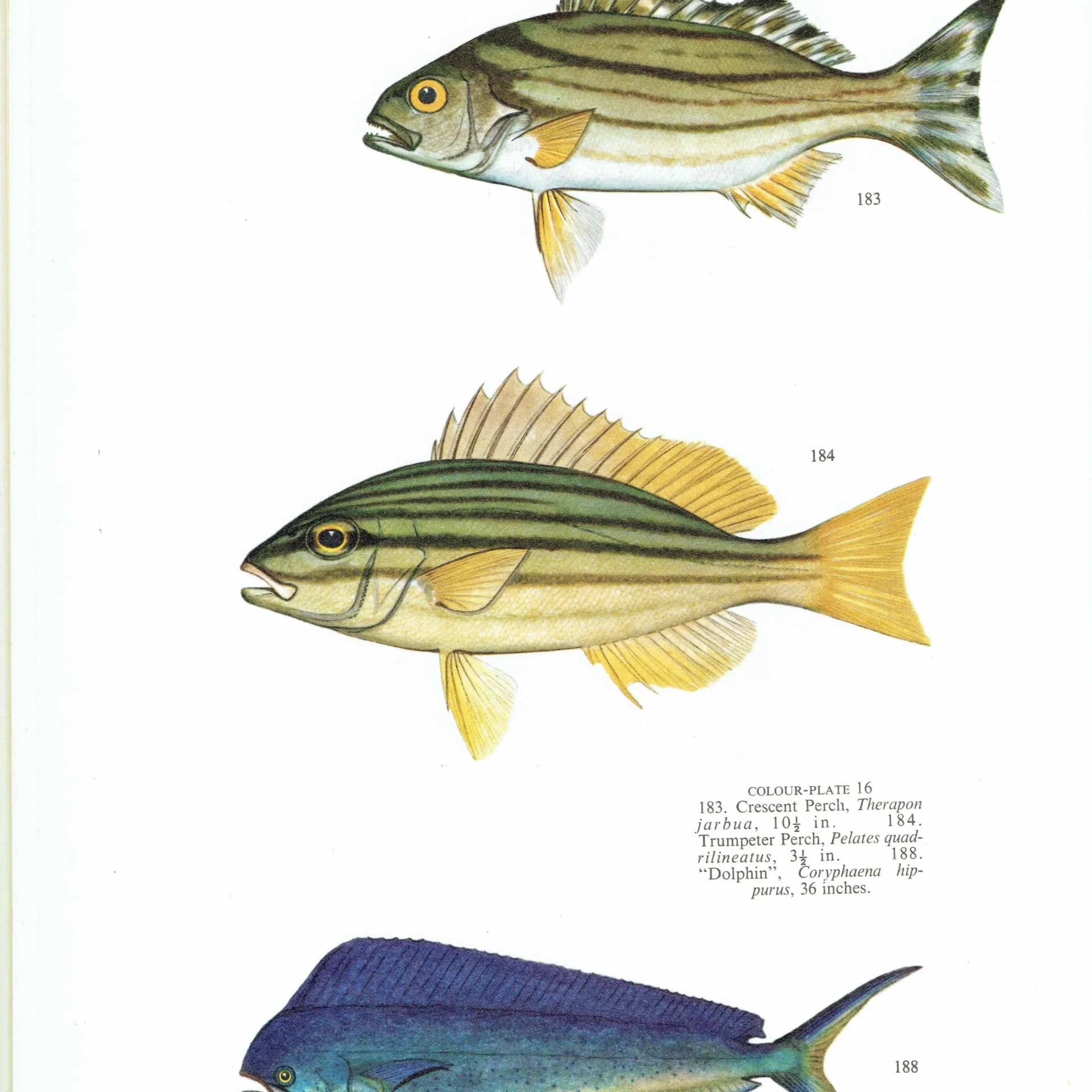 1964 Crescent Perch, Trumpeter Perch & Dolphinfish - Original Vintage Print By Coates - Great Barrier Reef Fish Study - 7 x 9 in