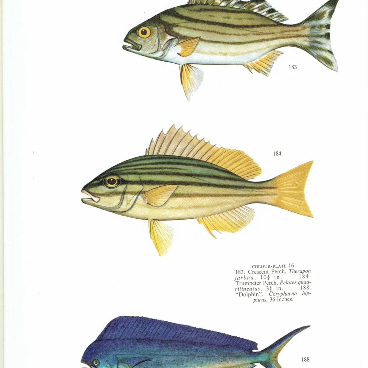 1964 Crescent Perch, Trumpeter Perch & Dolphinfish - Original Vintage Print By Coates - Great Barrier Reef Fish Study - 7 x 9 in