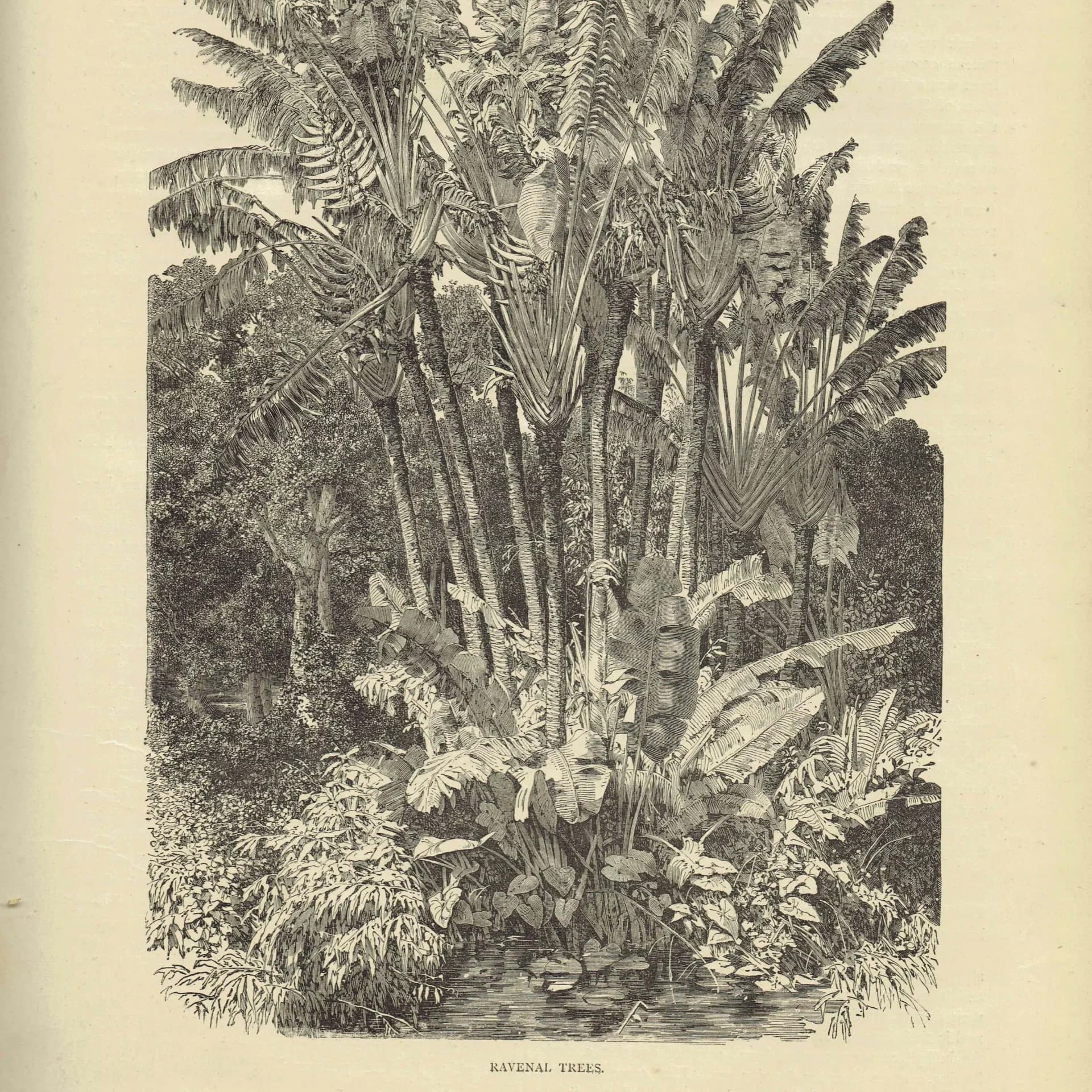 1869 Ravenal Trees Madagascar - Original Antique Print - Illustrated Travels Bates Royal Geographical Society Botany - 8.75 x 11.75 in