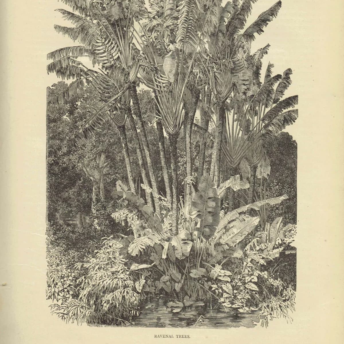 1869 Ravenal Trees Madagascar - Original Antique Print - Illustrated Travels Bates Royal Geographical Society Botany - 8.75 x 11.75 in