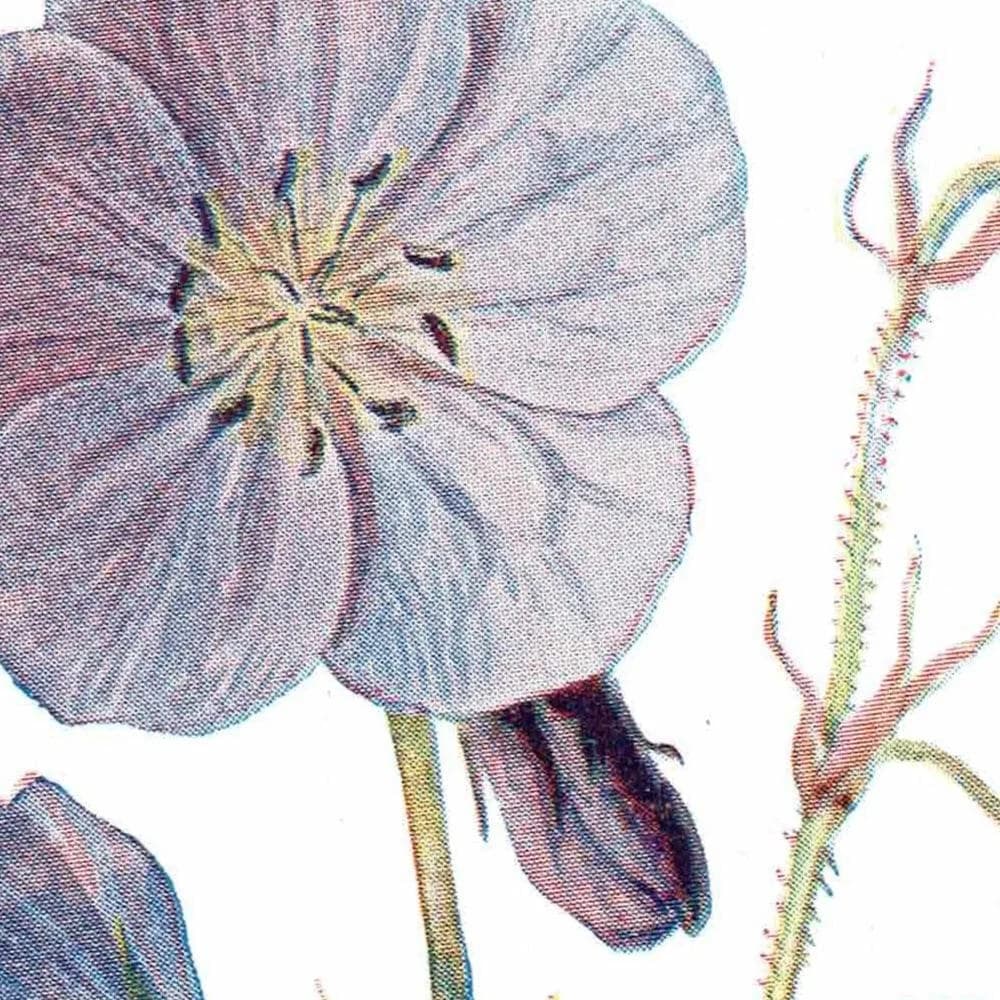 Antique Meadow Crane's-Bill Print – 1910s Edwardian Botanical Illustration
