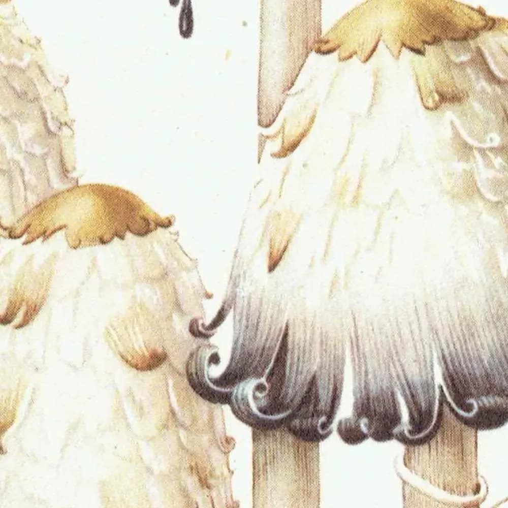 Vintage 1943 Mushroom Print – Shaggy Ink Cap & Penny Bun Botanical Illustration