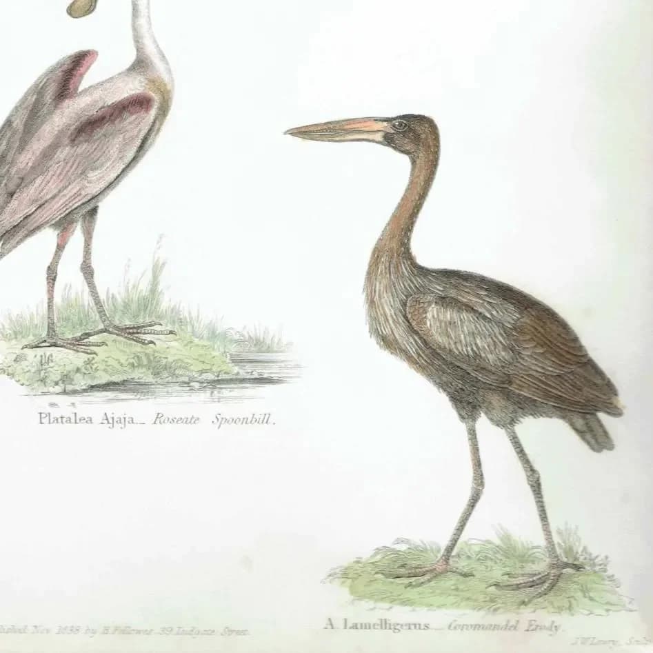 1838 Aves Bird Print - Hand-Coloured print – Stork, Spoonbill, Ibis & Jabiru – 8.5 x 11 in