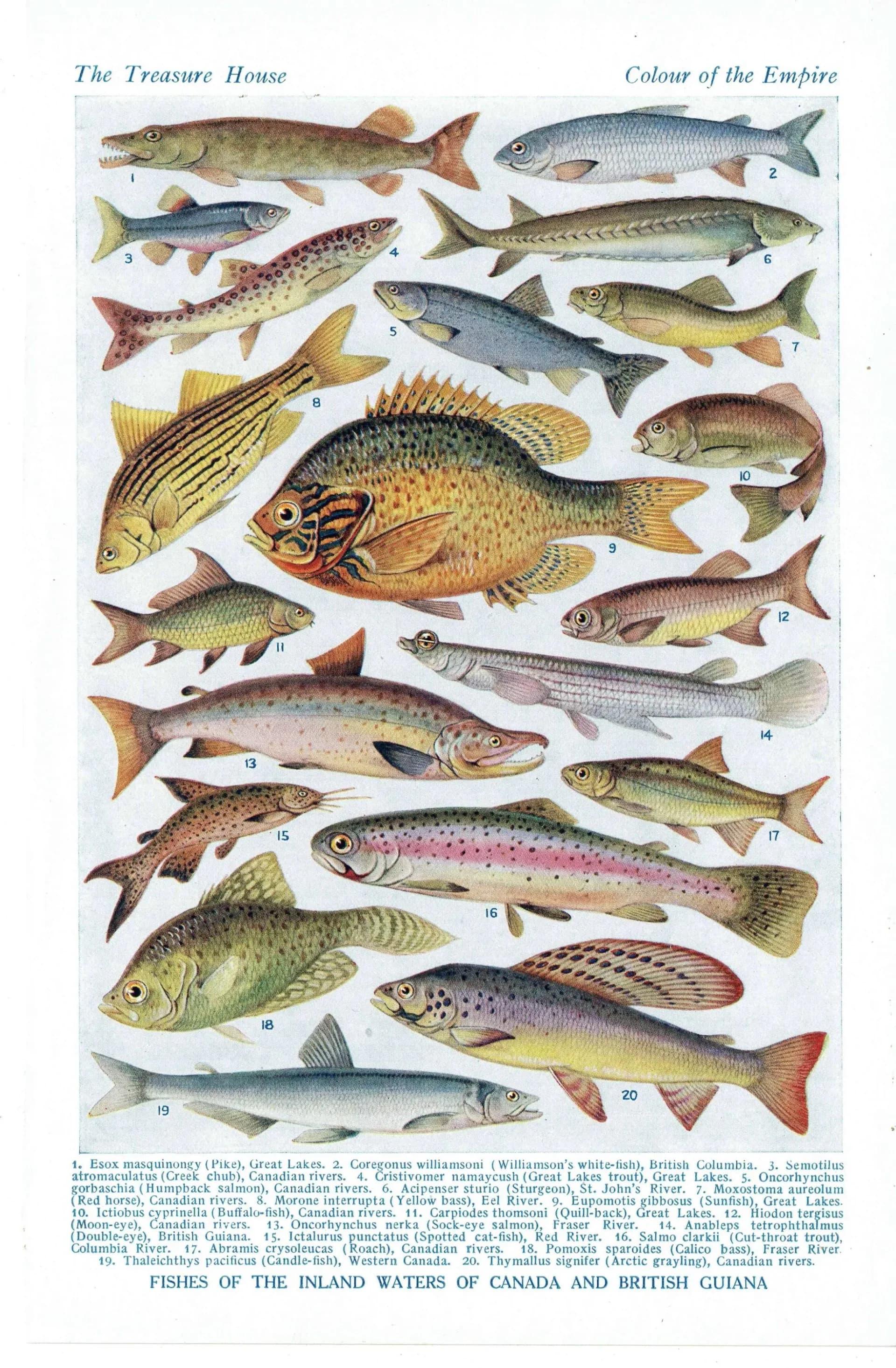 1928 Indian & Canadian Freshwater Fish - Original Vintage Print By Green - I See All Encyclopedia Ichthyology Study - 6 x 9 in