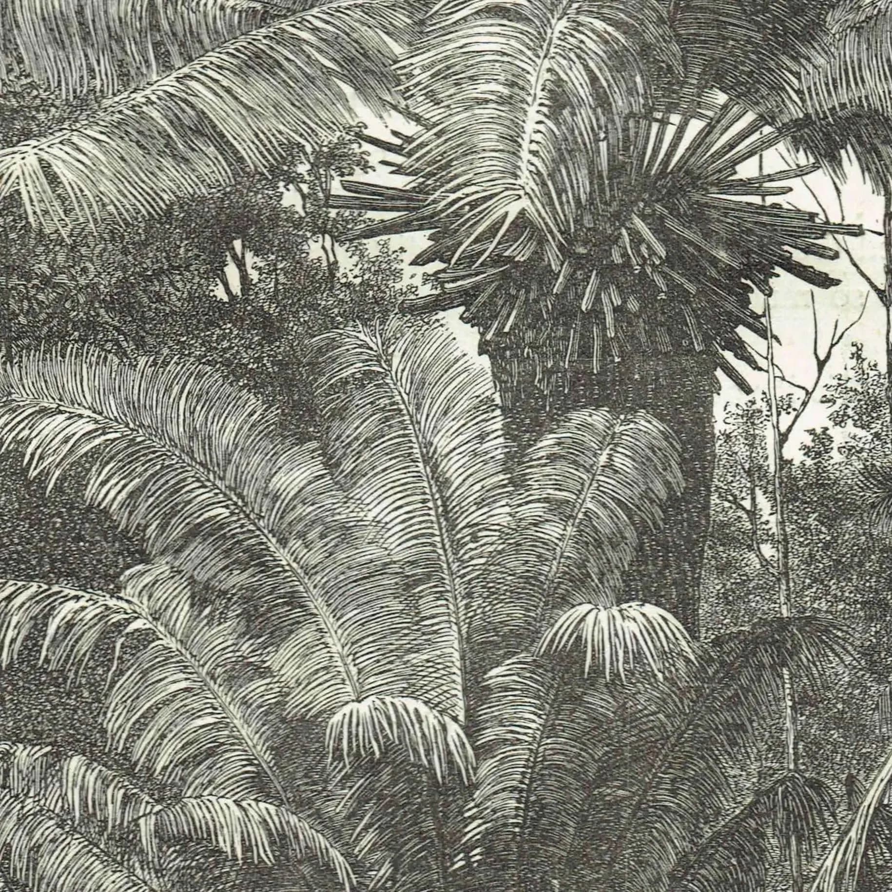 1869 Madagascar Dwarf Palms - Original Antique Print By Bates - Tropical Landscape Geography Botanical Engraving - 8.75 x 11.75 in