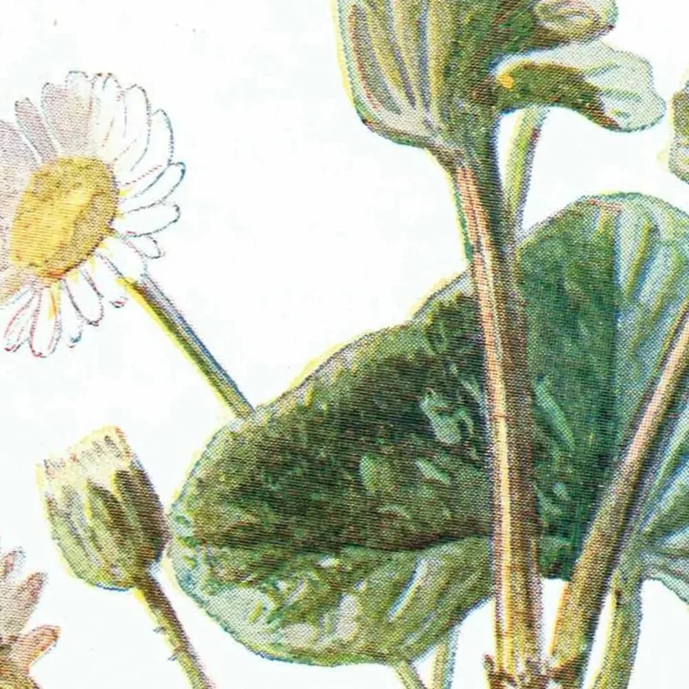 1910s Marsh Marigold & Daisy Victorian Original Antique Print By Hulme - Familiar Wild Flowers Botanical Study - 4.75 x 7.25 in