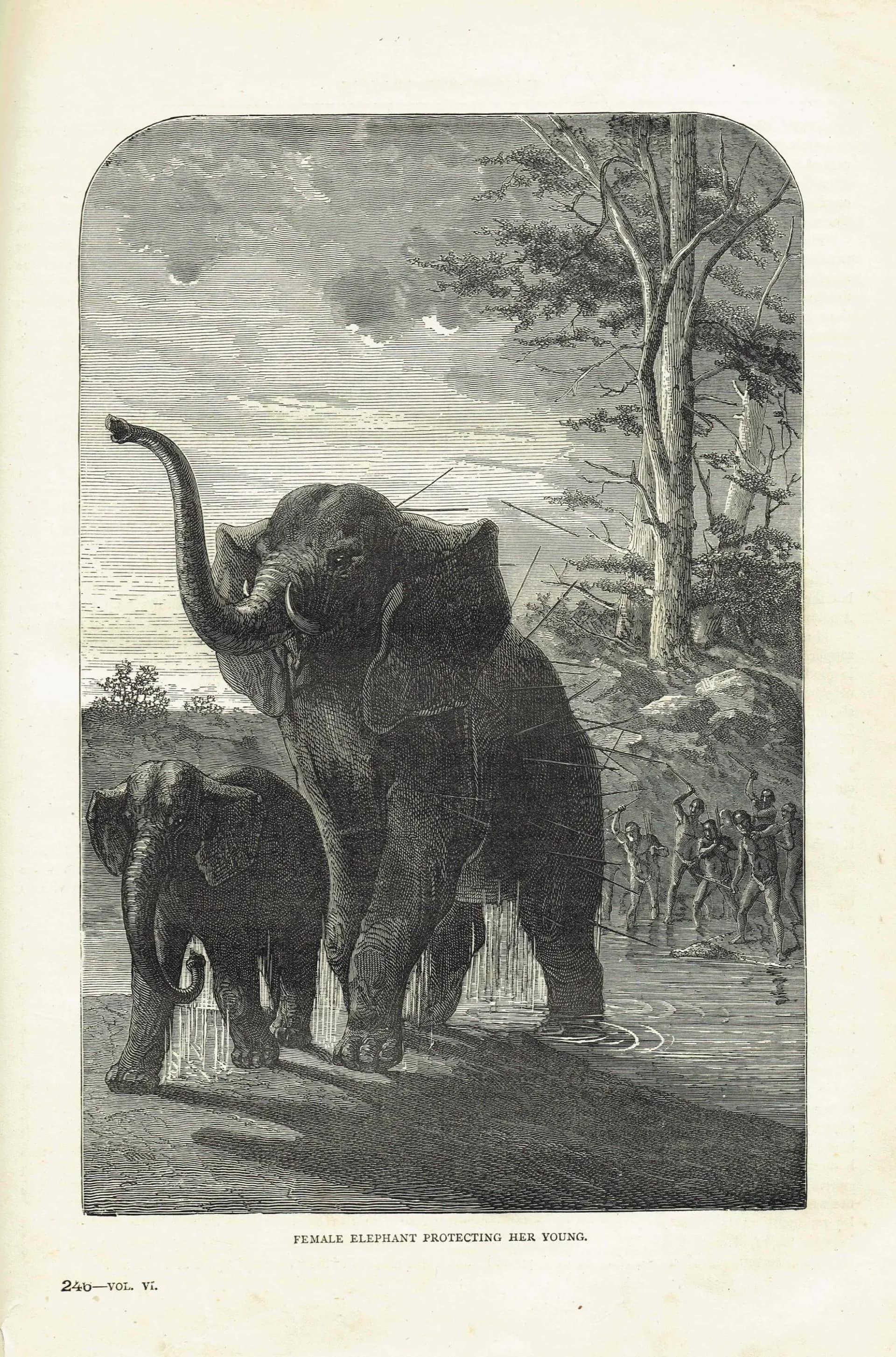 1875 Female Elephant Protecting Her Young - Antique Engraving - Illustrated Travels Vol 6 Bates Victorian Wildlife - 8 x 11.5 in