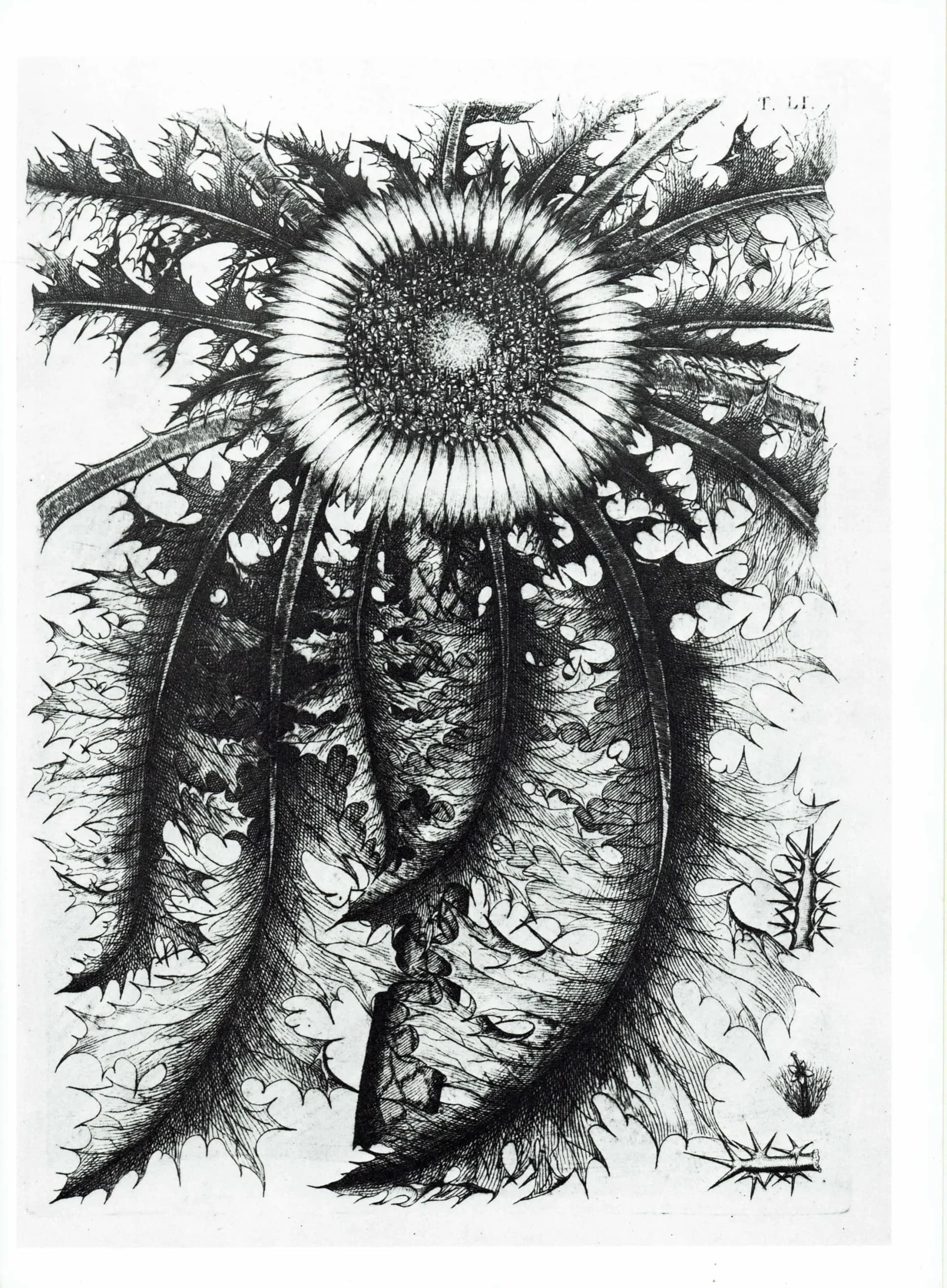 Carline Thistle - Original Vintage Print By Allioni - Flora Pedemontana Plate 51 Botanical Study Flower Art - 10 x 14 in