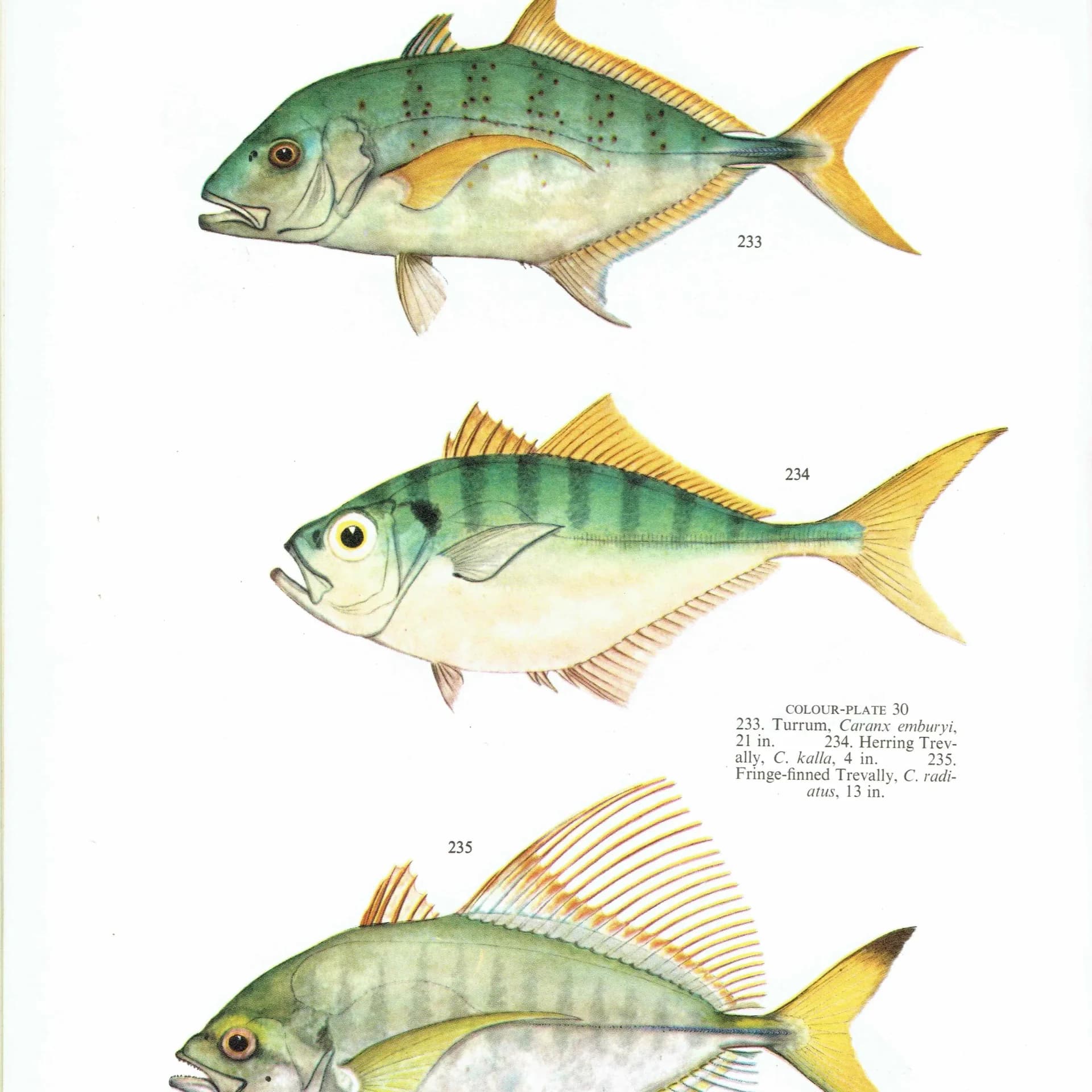 1964 Pikey Bream & Great Trevally - Original Vintage Print By Coates - Great Barrier Reef Fish Study Marshall - 7 x 9 in