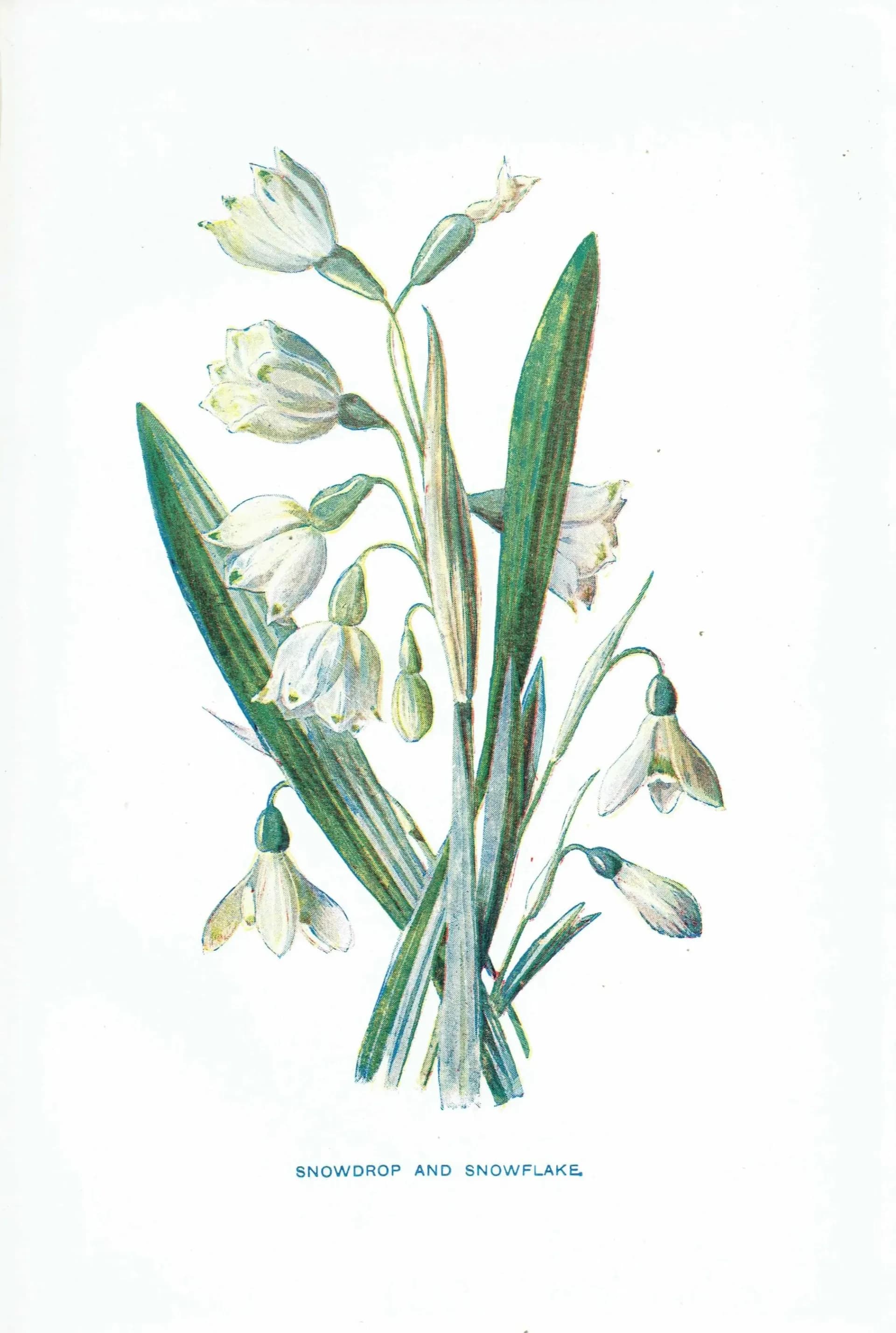 1910s Snowdrop & Snowflake Evergreen Original Antique Print By Hulme - Winter Botanical Wildflower Christmas Decor - 4.75 x 7.25 in