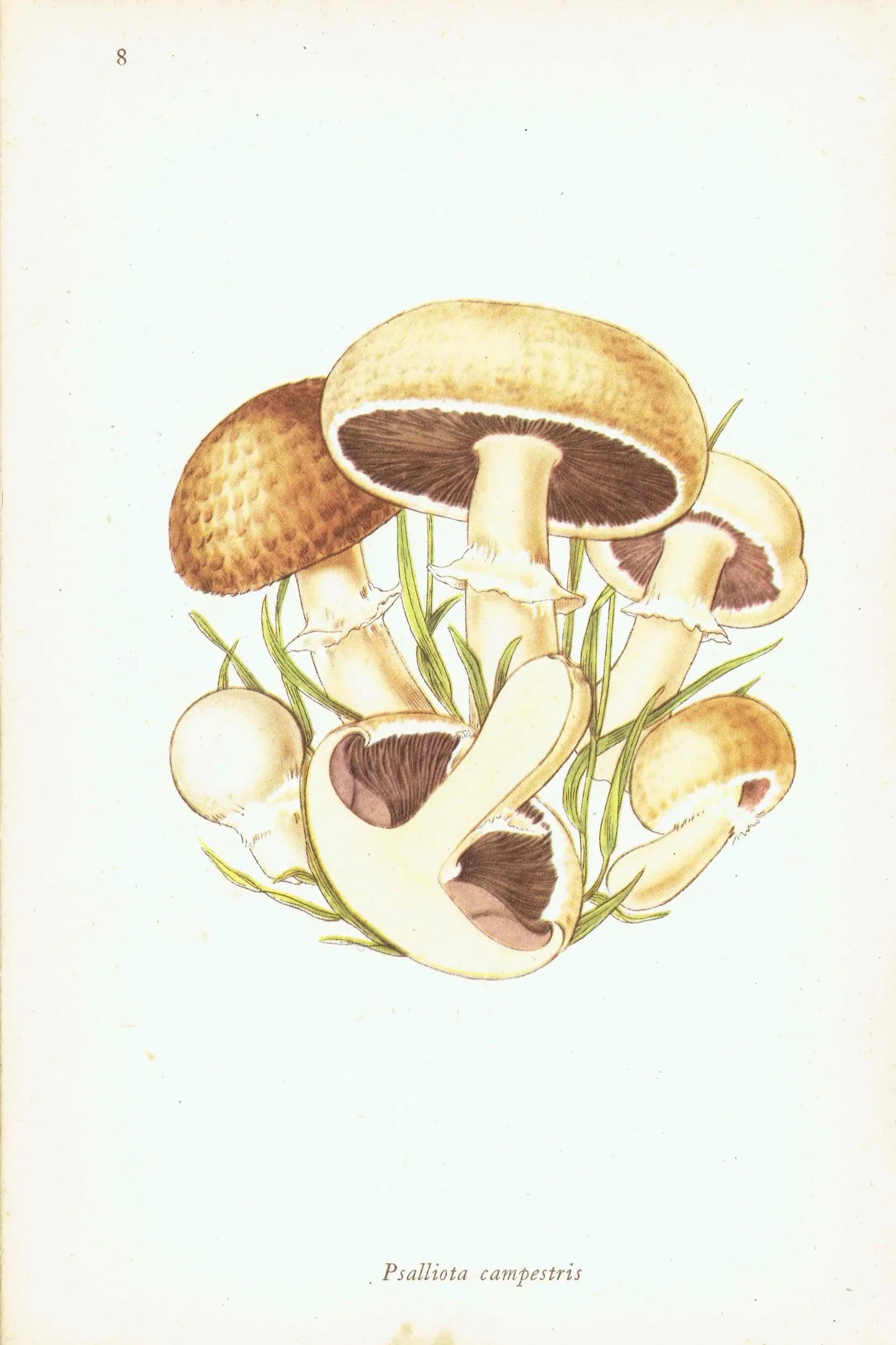 1943 Chanterelle & Field Mushroom Print – Vintage Botanical Illustration