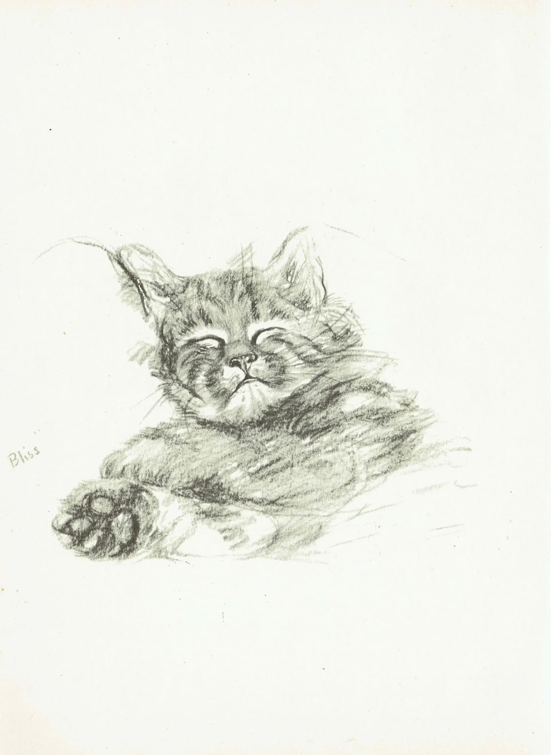 1946 Sleeping Kitten 'Bliss' - Original Vintage Print By Dawson - Cat Portrait Pet Animal Art Neighbours Book - 7 x 9.5 in