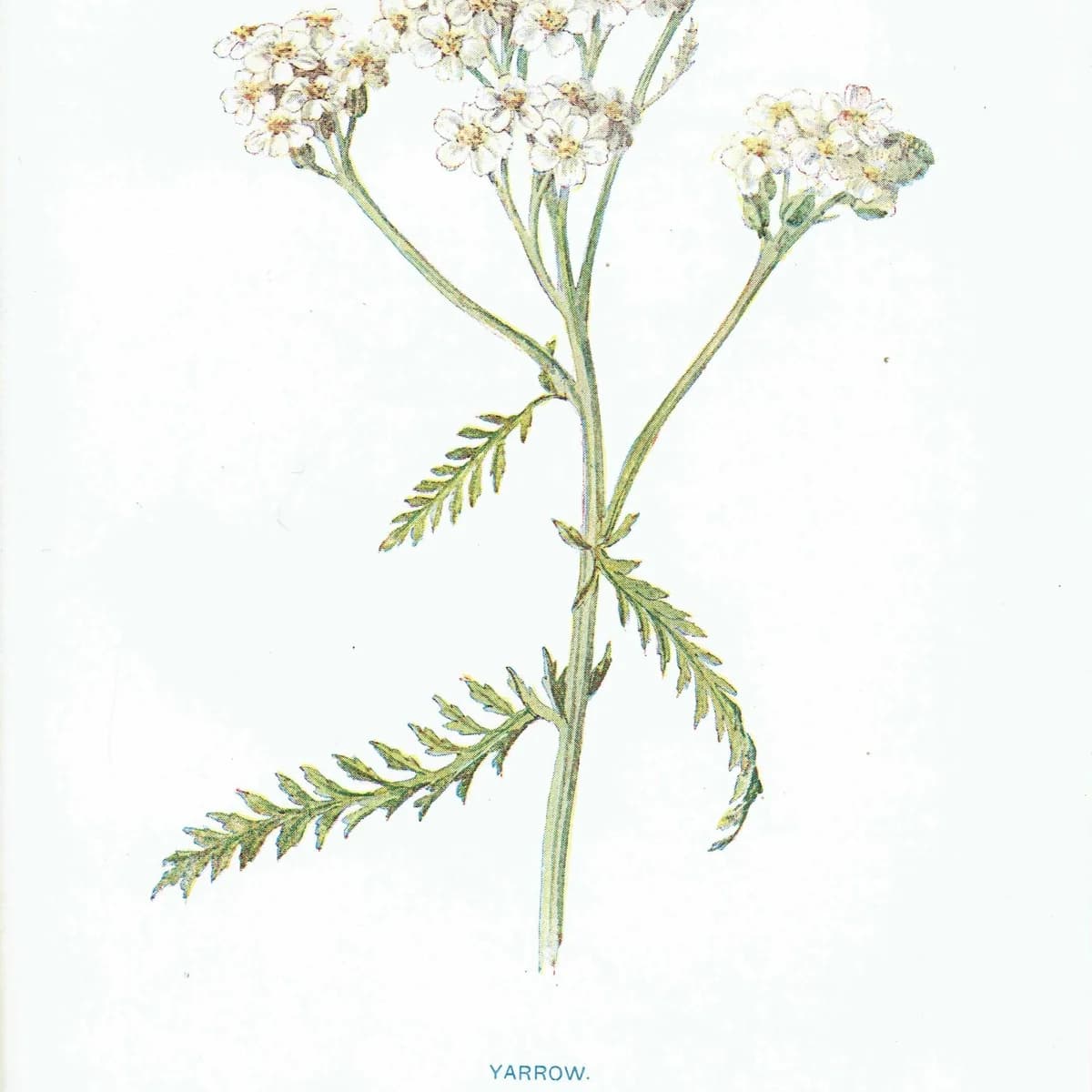 1910s Yarrow Wildflower Botanical Original Antique Print By Hulme - Familiar Wild Flowers Study Edwardian Herbal - 4.75 x 7.25 in