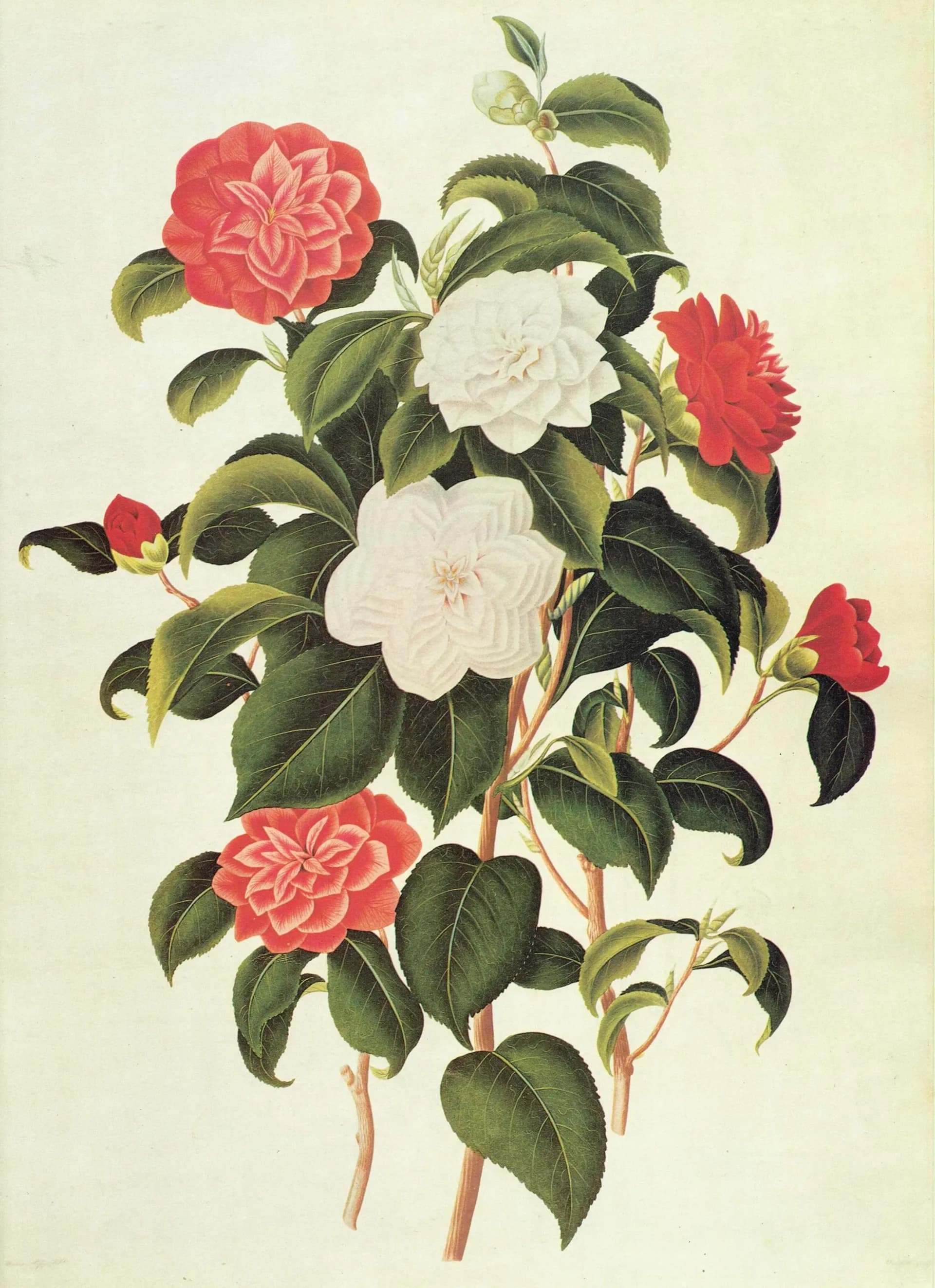 Myrtle Leaved Camellia by Curtis - Botanical Flower Study Plate 3 Monograph on Camellias Original 1984 Vintage Print, Coats - 10 x 14 in
