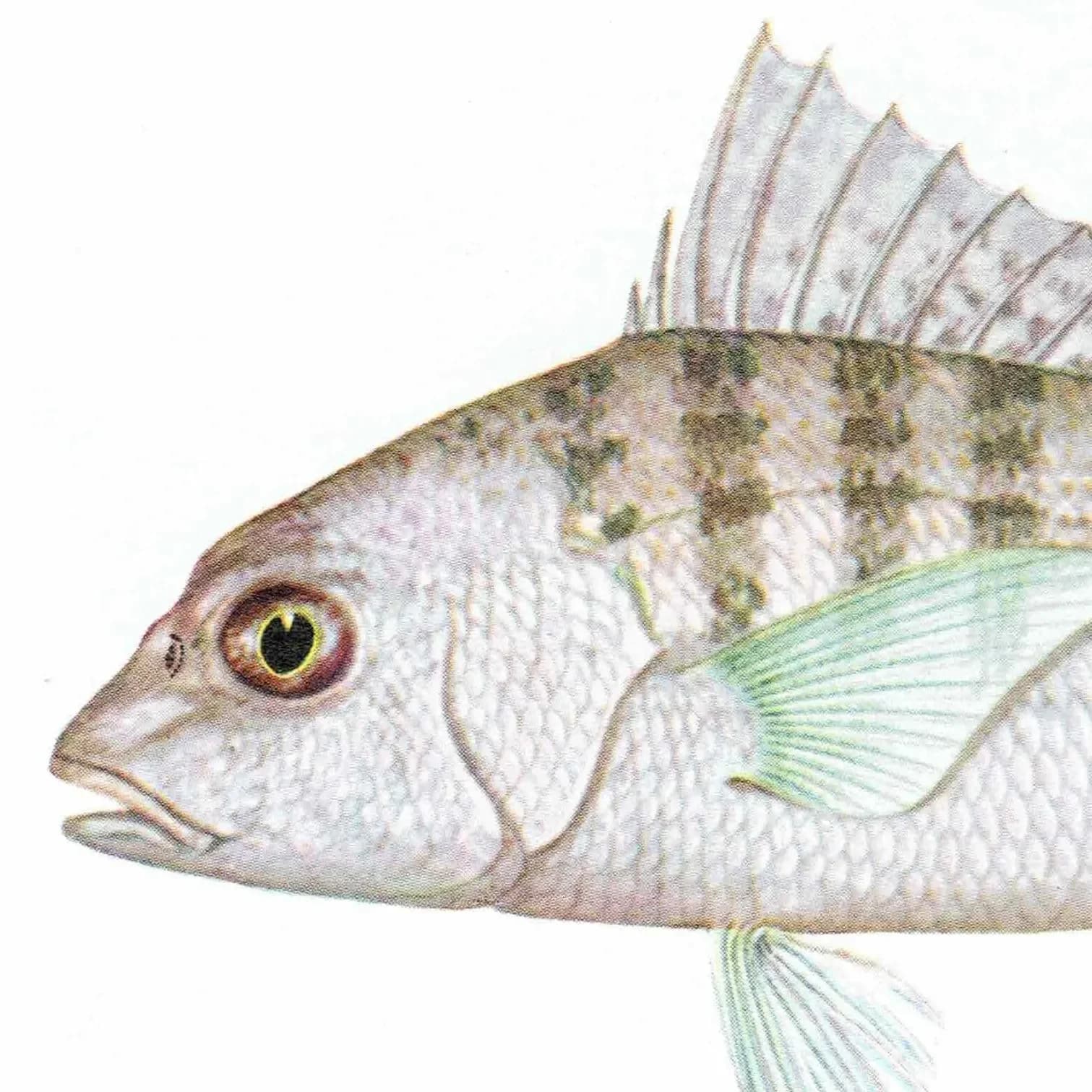 1964 Pearly Spine-cheek & Blue-banded Whiptail - Original Vintage Print By Coates - Great Barrier Reef Fish Science Art - 7 x 9 in