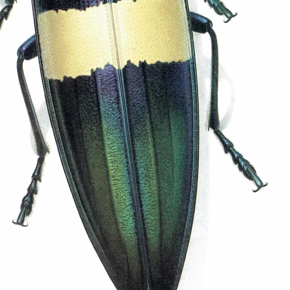 1986 Jewel Beetle Chrysochroa Ocellata Print - Durin Bernard Les Insectes Scientific Illustration - Fabricius Entomology - 11 x 13 in