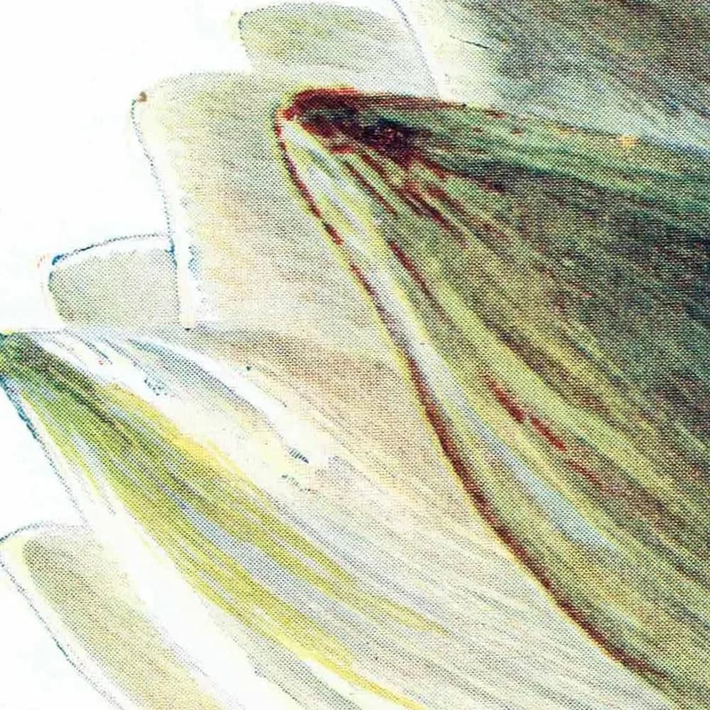 Antique White Water Lily Print – 1910s Hulme Botanical Illustration