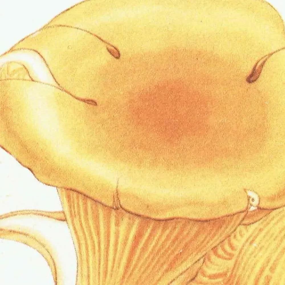 1943 Chanterelle & Field Mushroom Print – Vintage Botanical Illustration