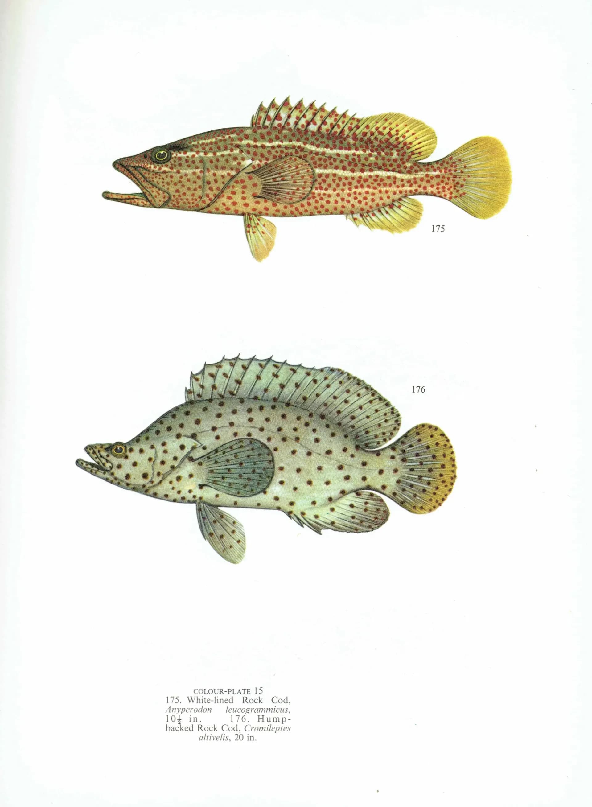 1964 Crescent Perch, Trumpeter Perch & Dolphinfish - Original Vintage Print By Coates - Great Barrier Reef Fish Study - 7 x 9 in