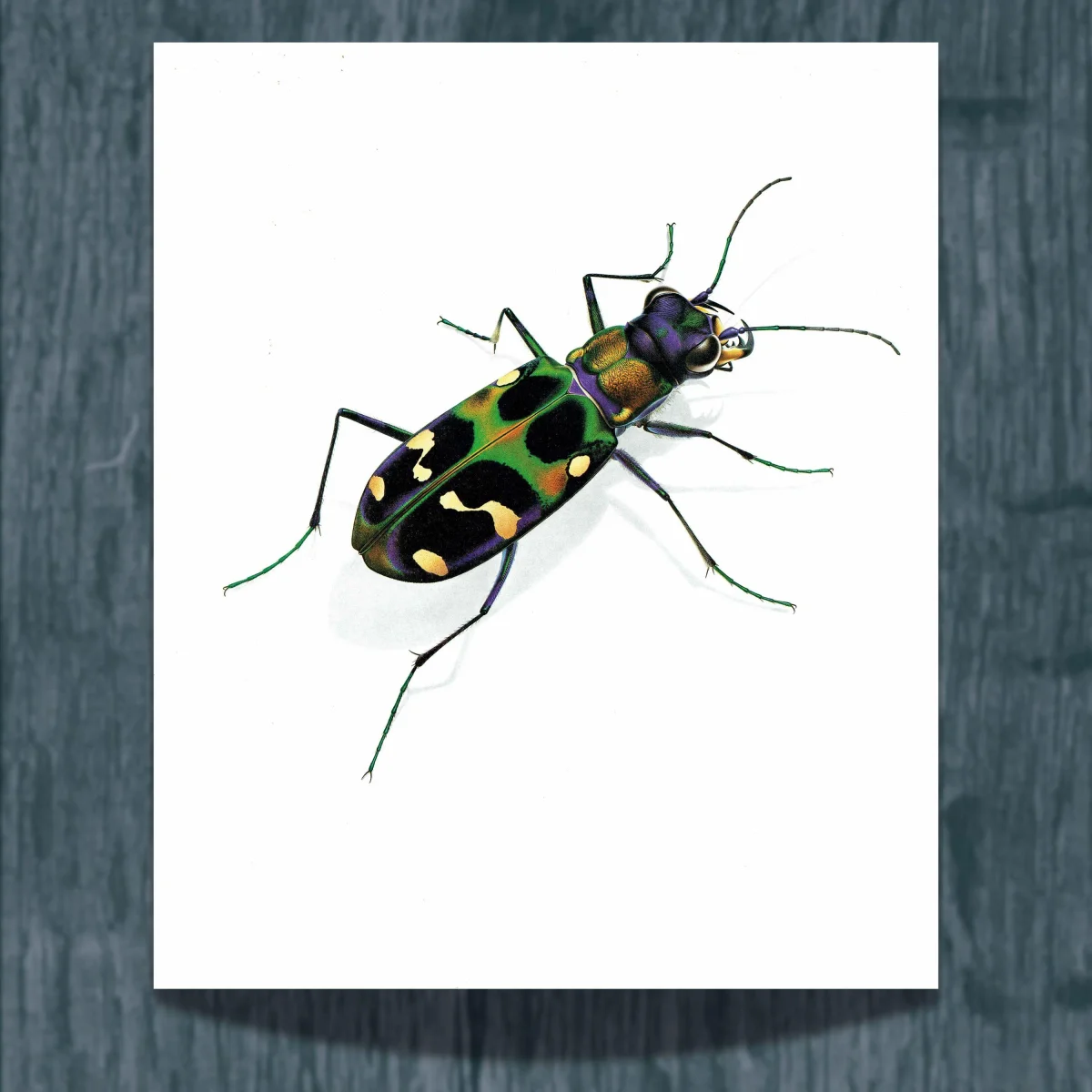 1986 Tiger Beetle Cicindela Chinensis Print - Durin Bernard Les Insectes - Science Illustration - Louis Chevrolat Entomology - 11 x 13 in