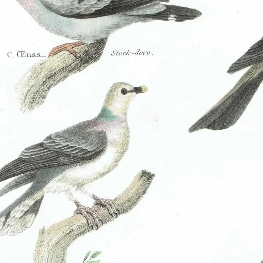 1838 Aves Antique Pigeon Print - Carunculated, Crowned, Stock-dove, Whiteheaded, Abyssinian, Bald-fronted - 10.5 x 8.25 in