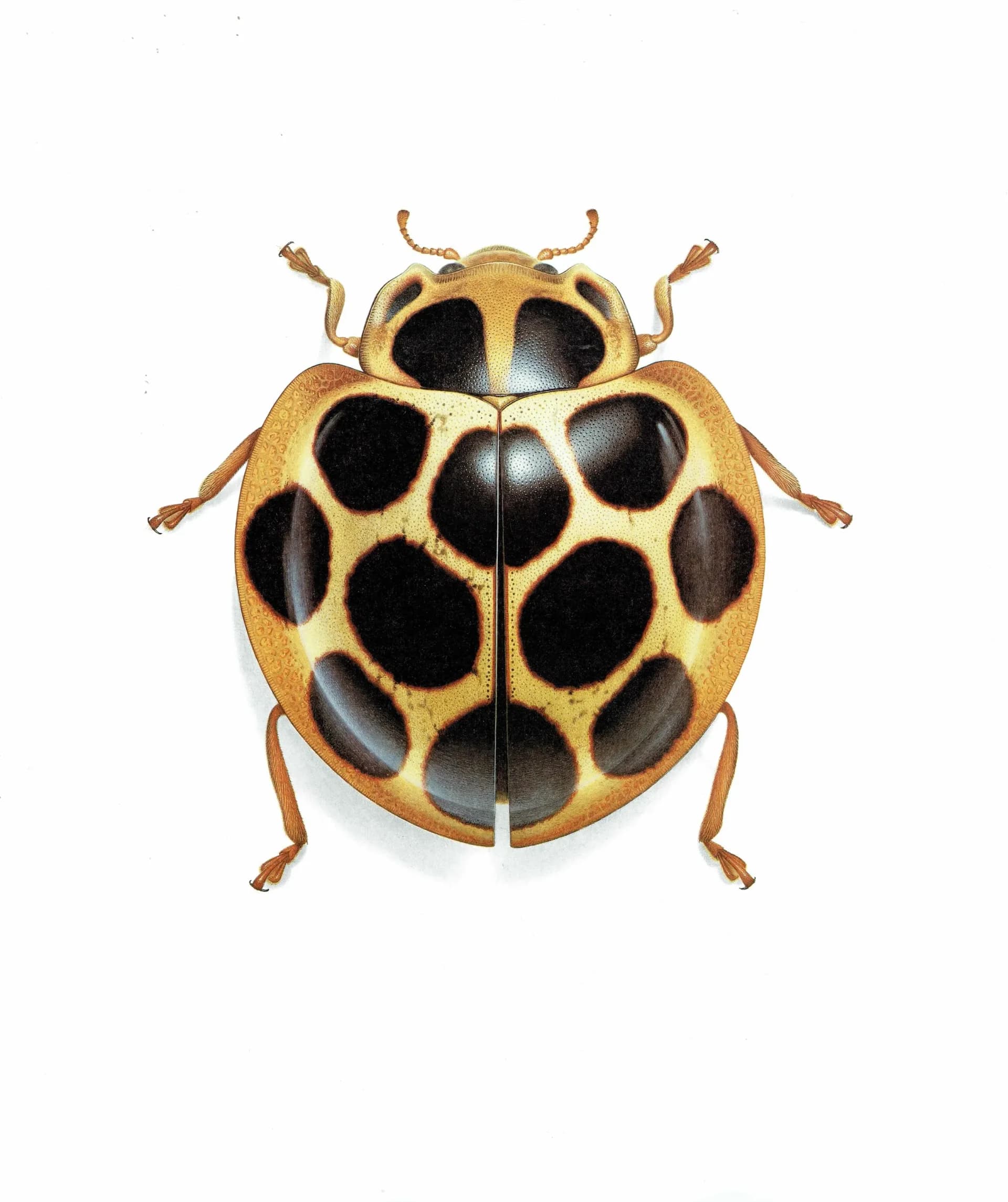 1986 Tortoise Ladybug Aiolocaria Hexaspilota Print - Durin Bernard Les Insectes Scientific Illustration - Hope Entomology - 11 x 13 in