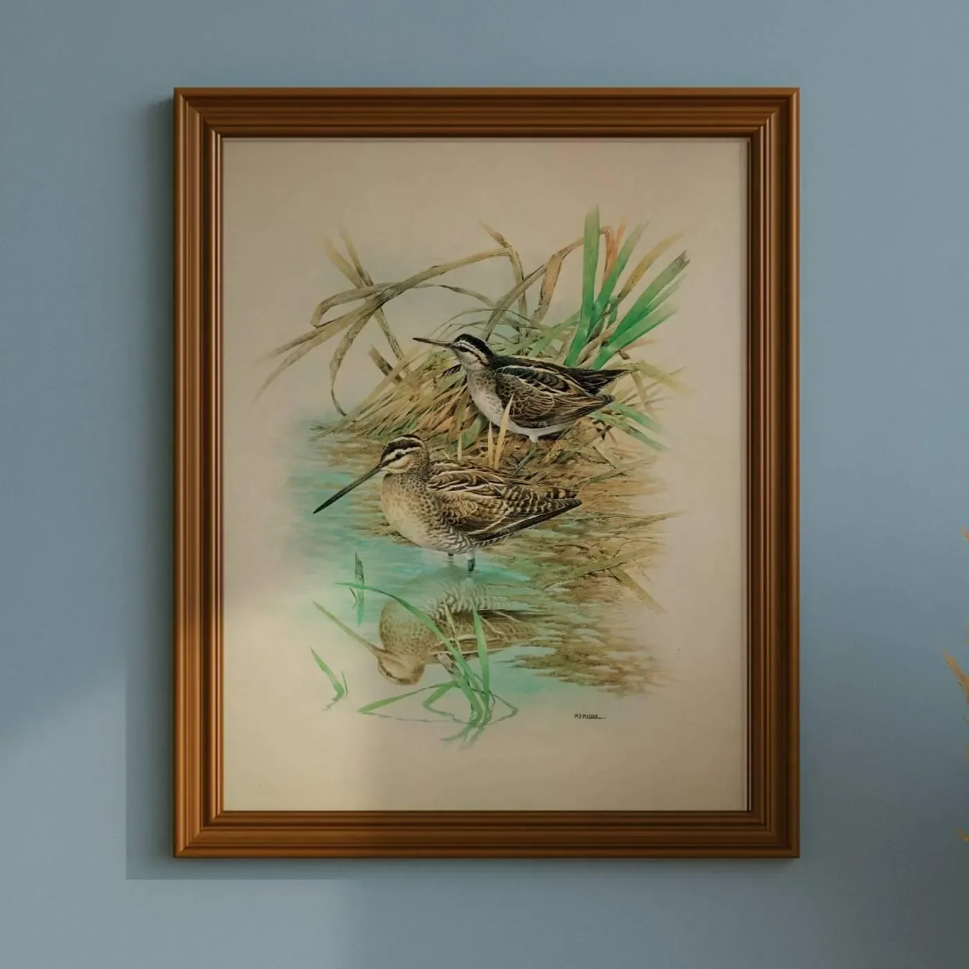 1981 Common Snipe and Jack Snipe Original Vintage Print - Maurice Pledger Wildlife Art - Game Birds Book Illustration - 11.5 x 16.5 in