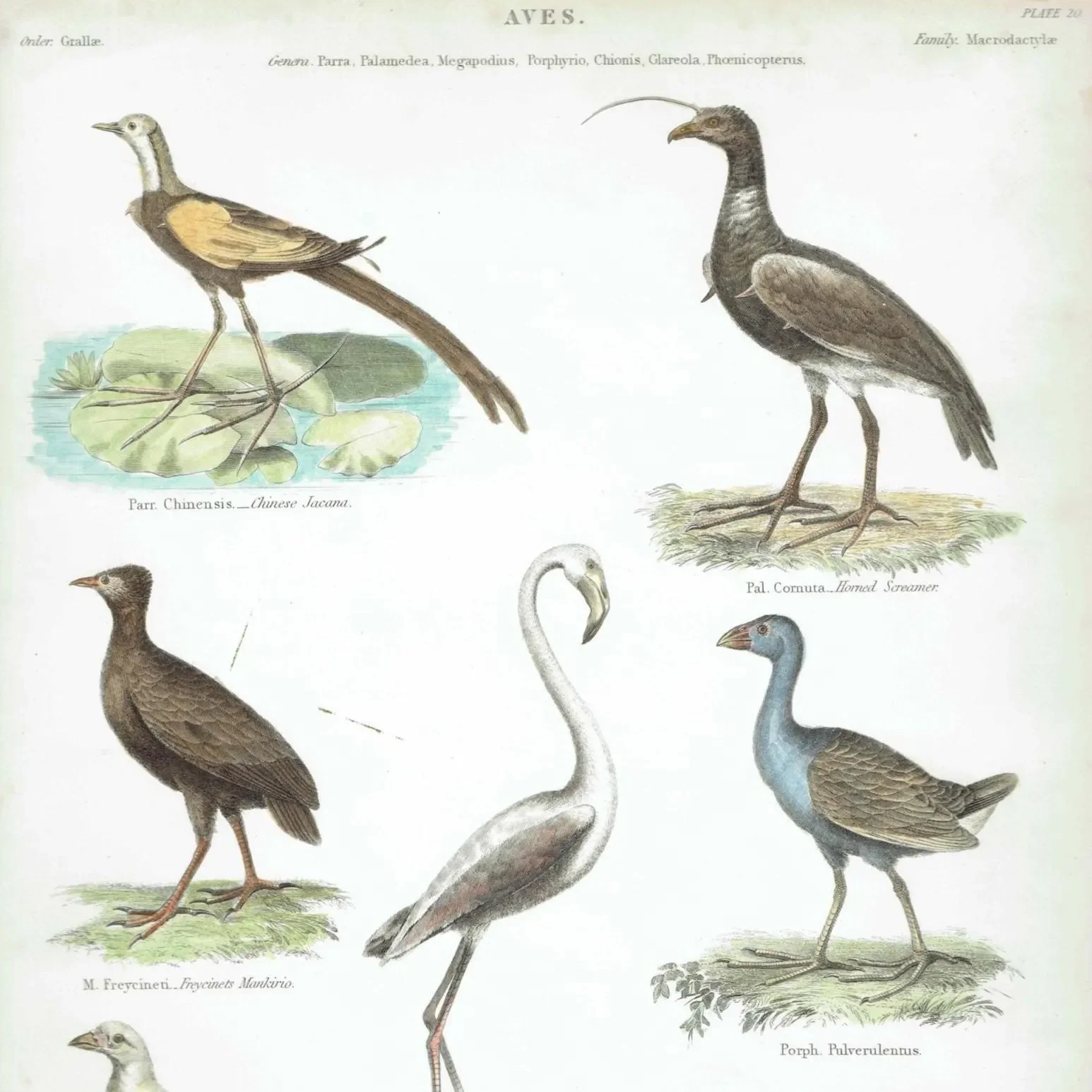 1838 Aves Birds Print - Ornithological Bird Studies - Jacana, Flamingo, Sheathbill & Screamer - 10.5 x 8.25 in