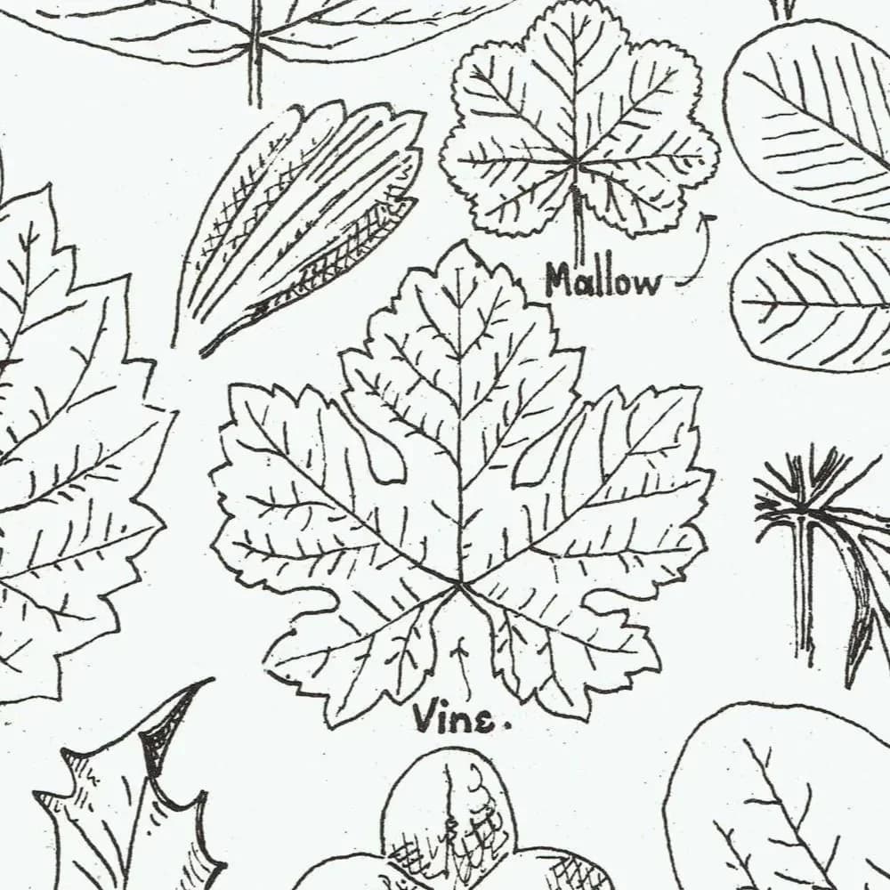 1898 Architectural Leaf Studies Print - Ivy, Oak, Holly, Mallow, Vine & Decorative Botanical Motifs - Antique Design Plate - 8 x 10.75 in