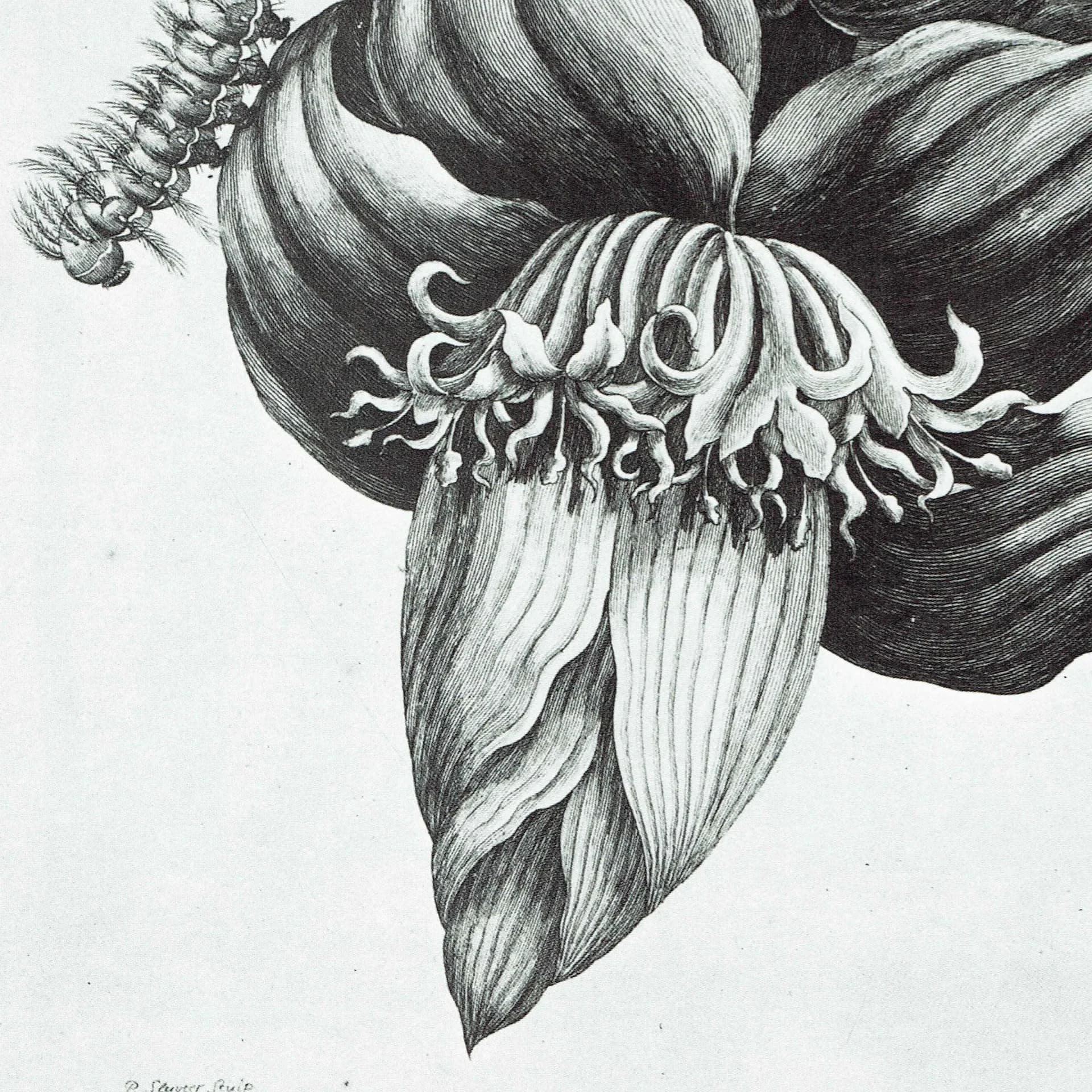 Banana Plant & Moth - MS Merian 1705- Surinam - Botanical Study Plate 12 - 10 x 14 in