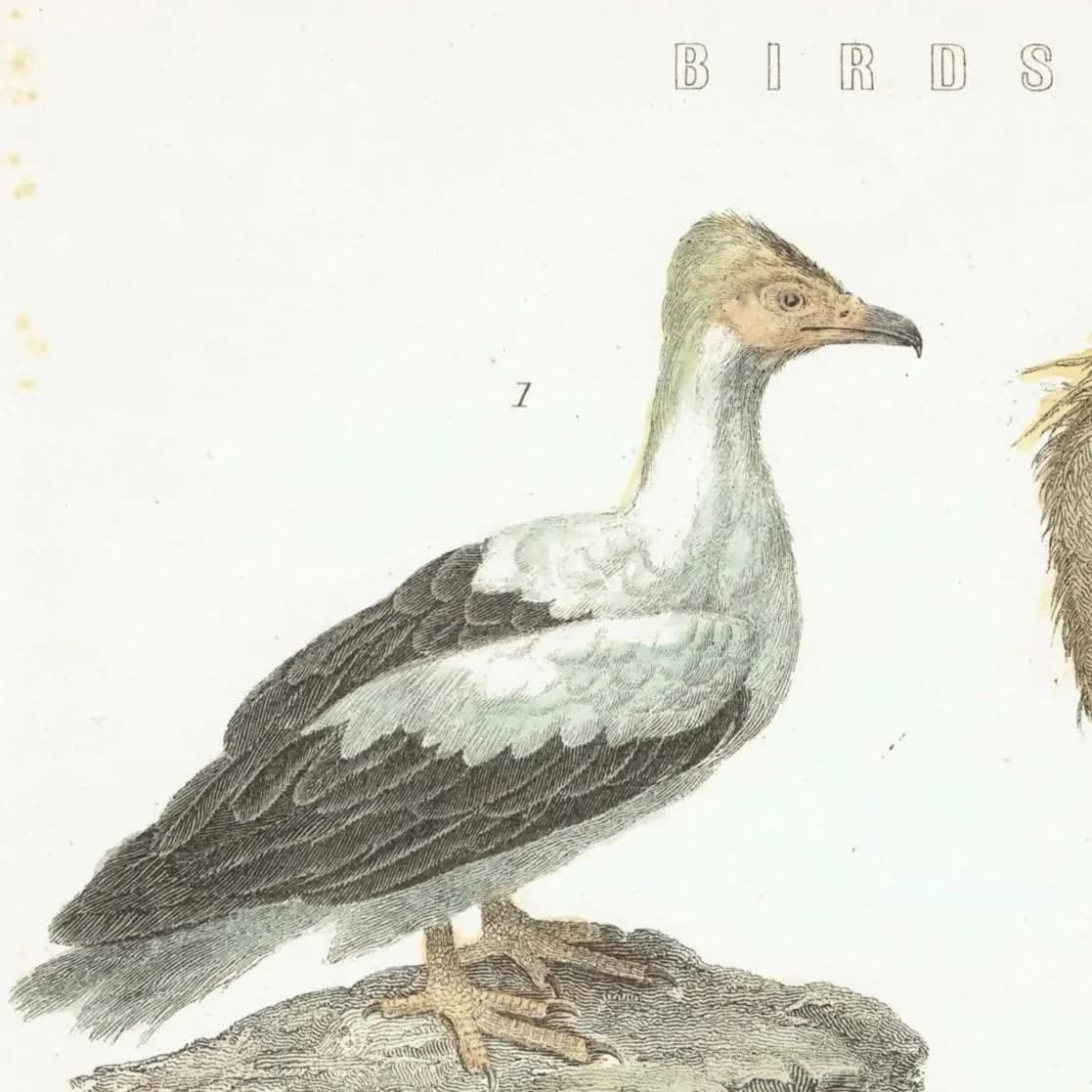 1896 Birds Original Print – Antique Ornithology Wall Art