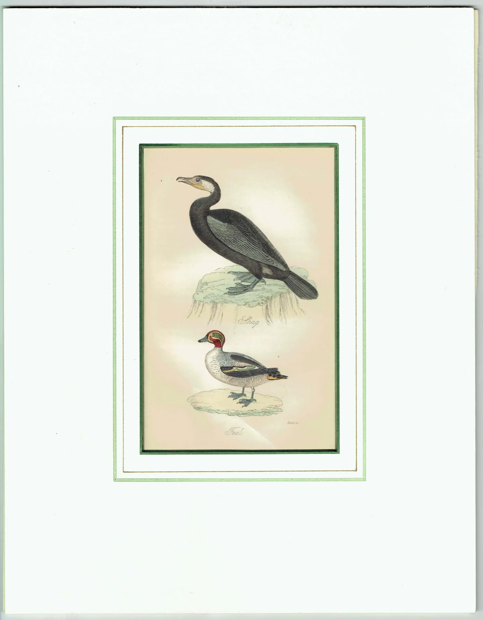 c.1835 Shag & Teal Ornithology Print - Hand-Coloured Engraving - Coastal Shag And Teal Duck - 7 x 4.25 in
