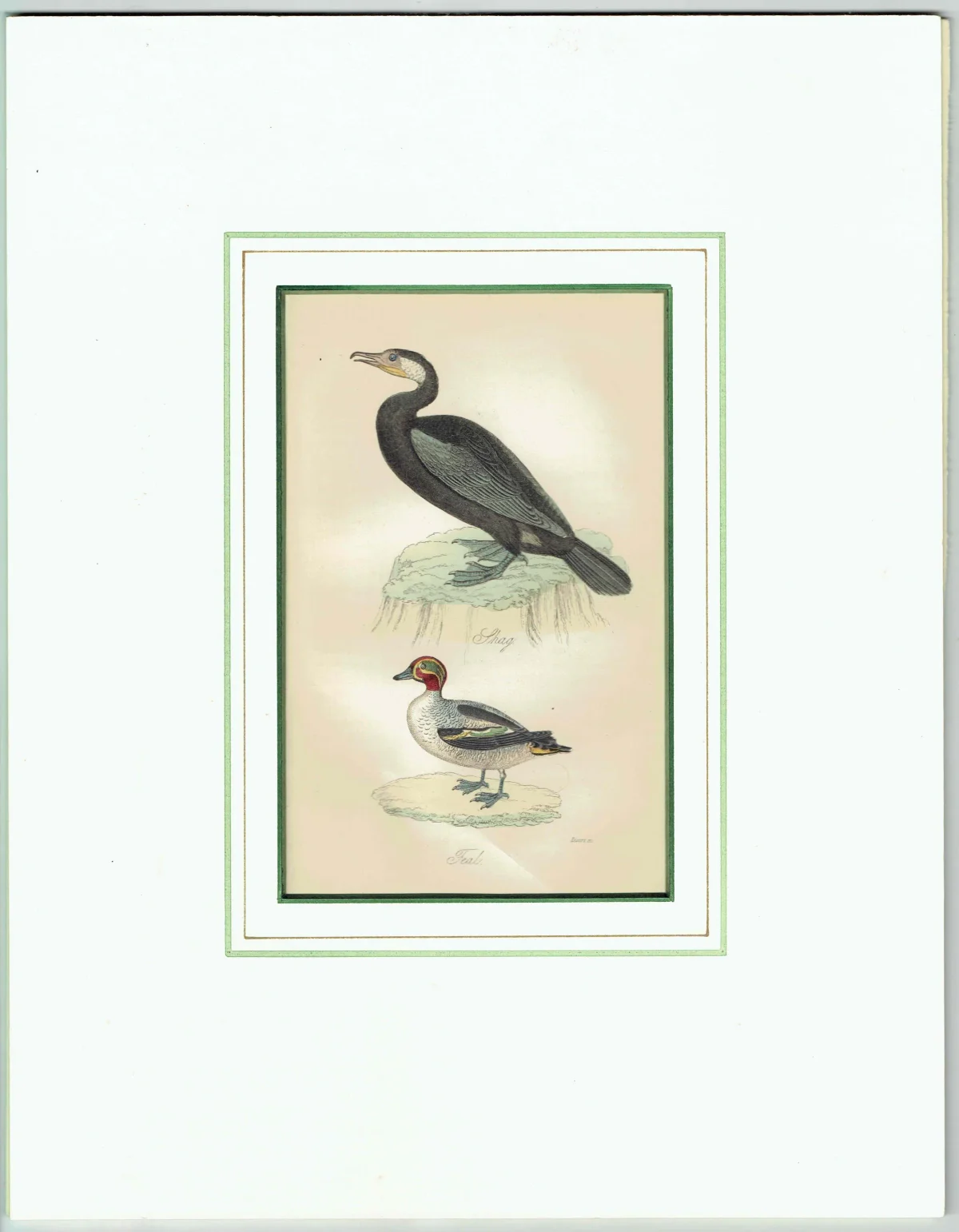 c.1835 Shag & Teal Ornithology Print - Hand-Coloured Engraving - Coastal Shag And Teal Duck - 7 x 4.25 in