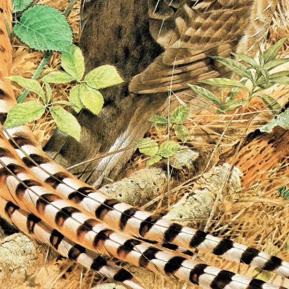 1981 Reeves Pheasant - Syrmaticus Reevesi - Game Birds Print - Maurice Pledger - Vintage Wildlife Art - Ornithology - 11.5 x 16.5 in