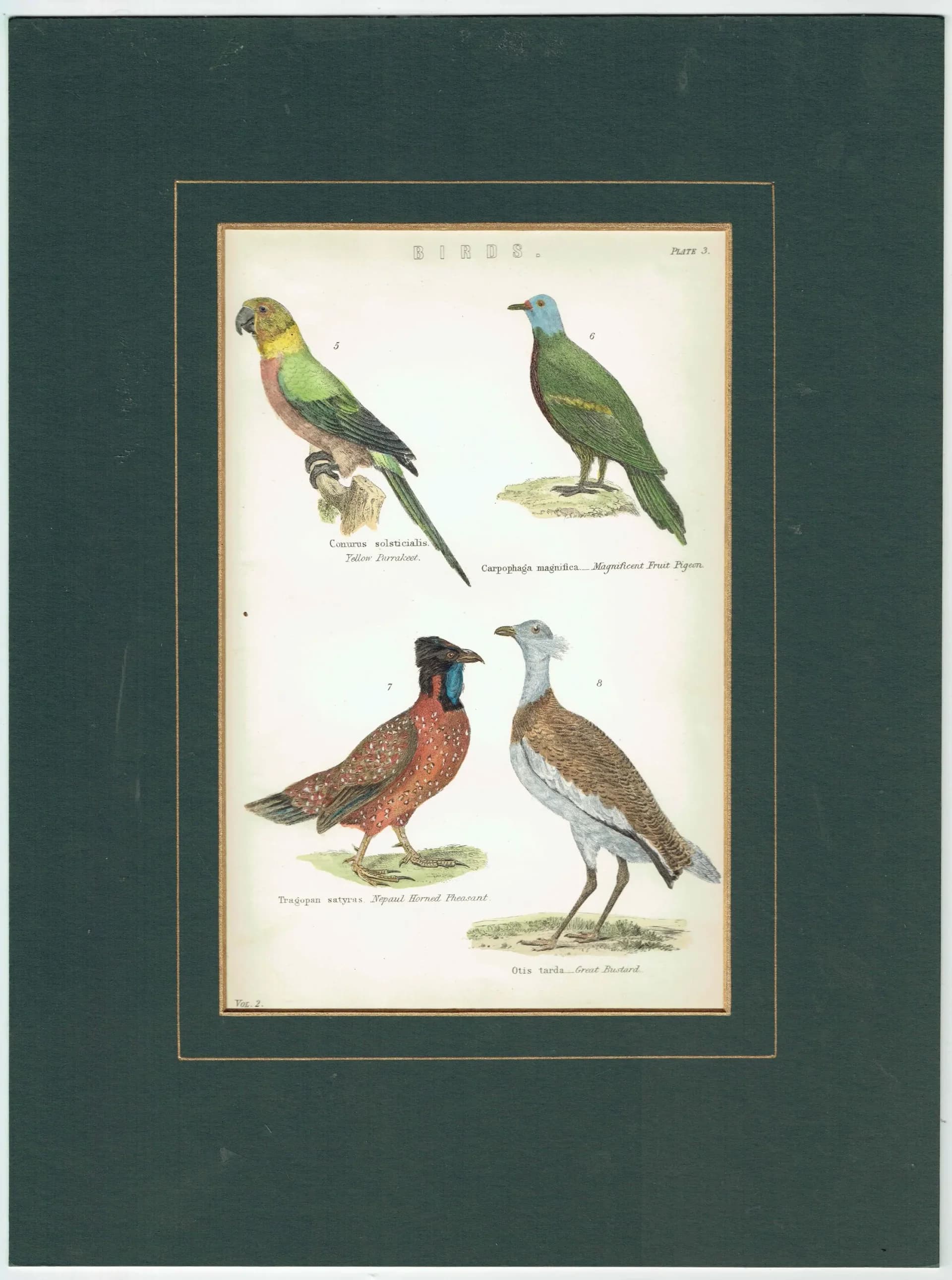 c.1890 Yellow Parrakeet Bird Print - Magnificent Fruit Pigeon Horned Pheasant Great Bustard - Hand Coloured Ornithology Art - 9.5 x 6.5 in
