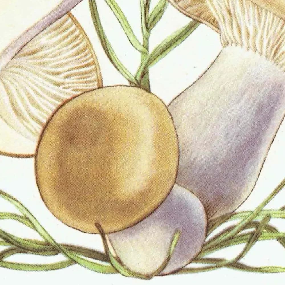 Vintage Mushroom Print - Wood Blewit & St George's, 1943 Botanical Illustration