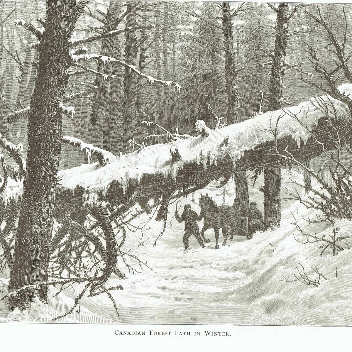 1885 Canadian Forest Path in Winter - Original Antique Engraving By Whymper - Victorian Landscape Snow Scene Travel - 10.75 x 7.25 in
