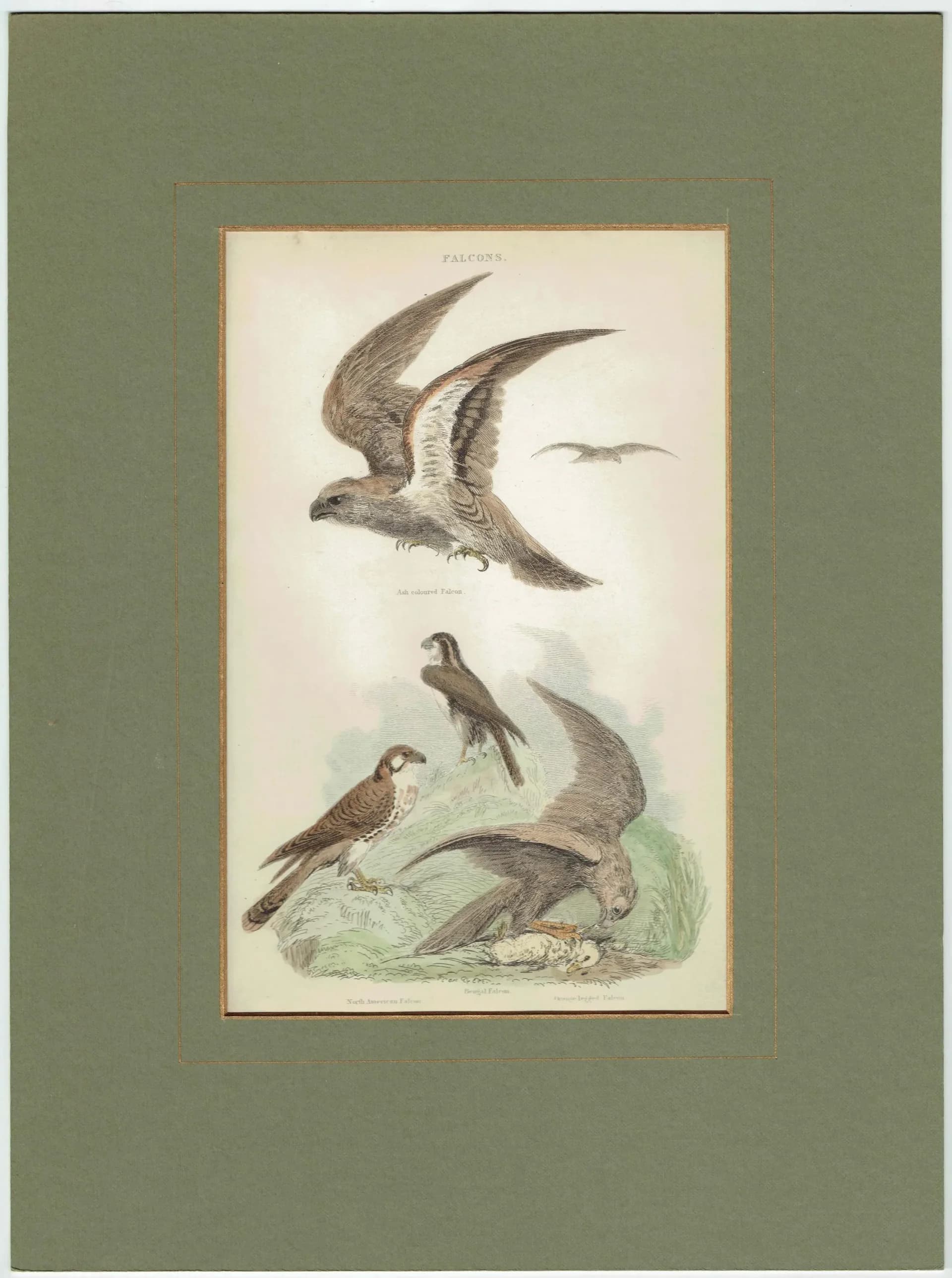 1896 Falcons Bird Print – Antique Ornithology Wall Art