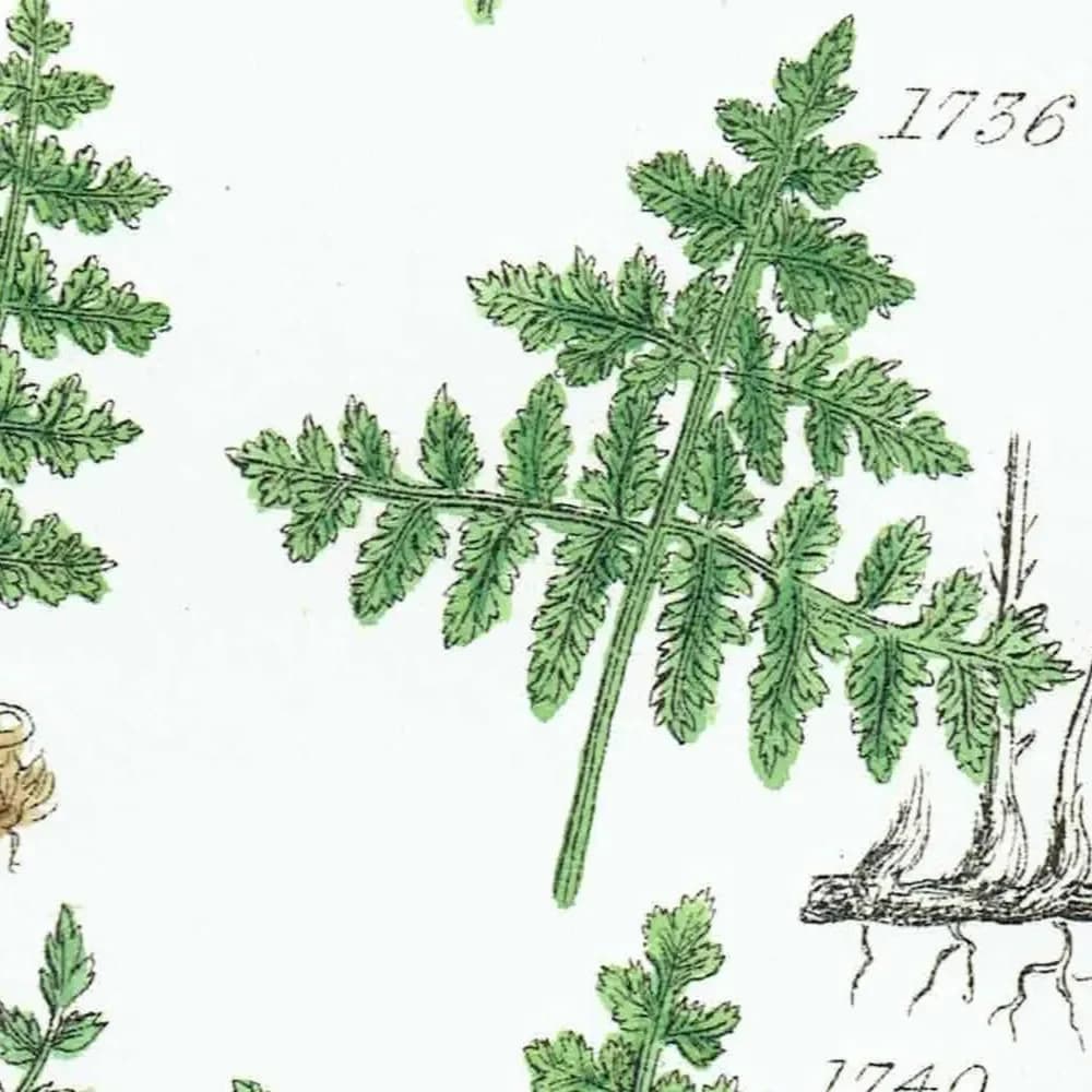1910 British Ferns Cystopteris - Original Antique Print By Sowerby - Victorian Botanical Study Natural History Plate - 6.25 x 9.5 in
