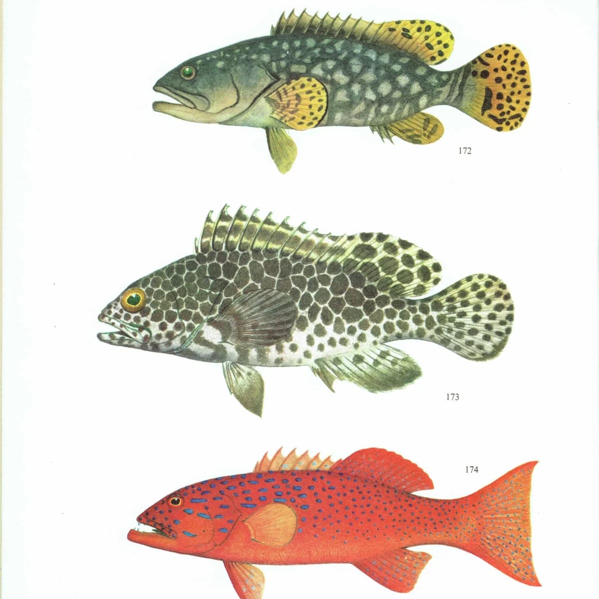 1964 Groper & Leopard-fish - Original Vintage Print By Coates - Great Barrier Reef Rock Cod Fish Science Art - 7 x 9 in
